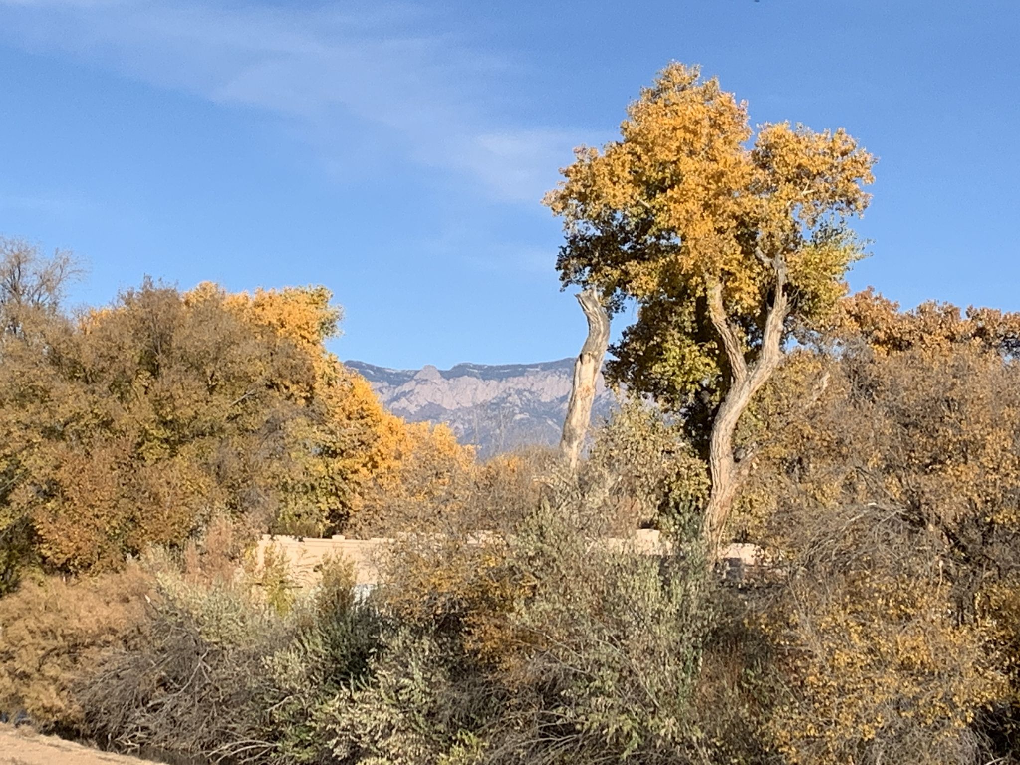 Vibrant yellow autumn trees in a forest with distant mountains, sunny. - Paseo del Bosque Trail