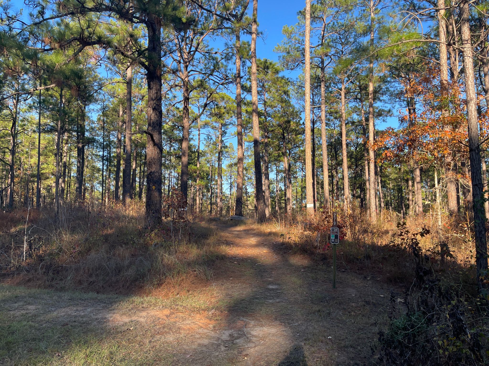 A sun-dappled dirt path through a tall, sparse pine forest. - Valentine Lake Trail loop from Rapides Parish
