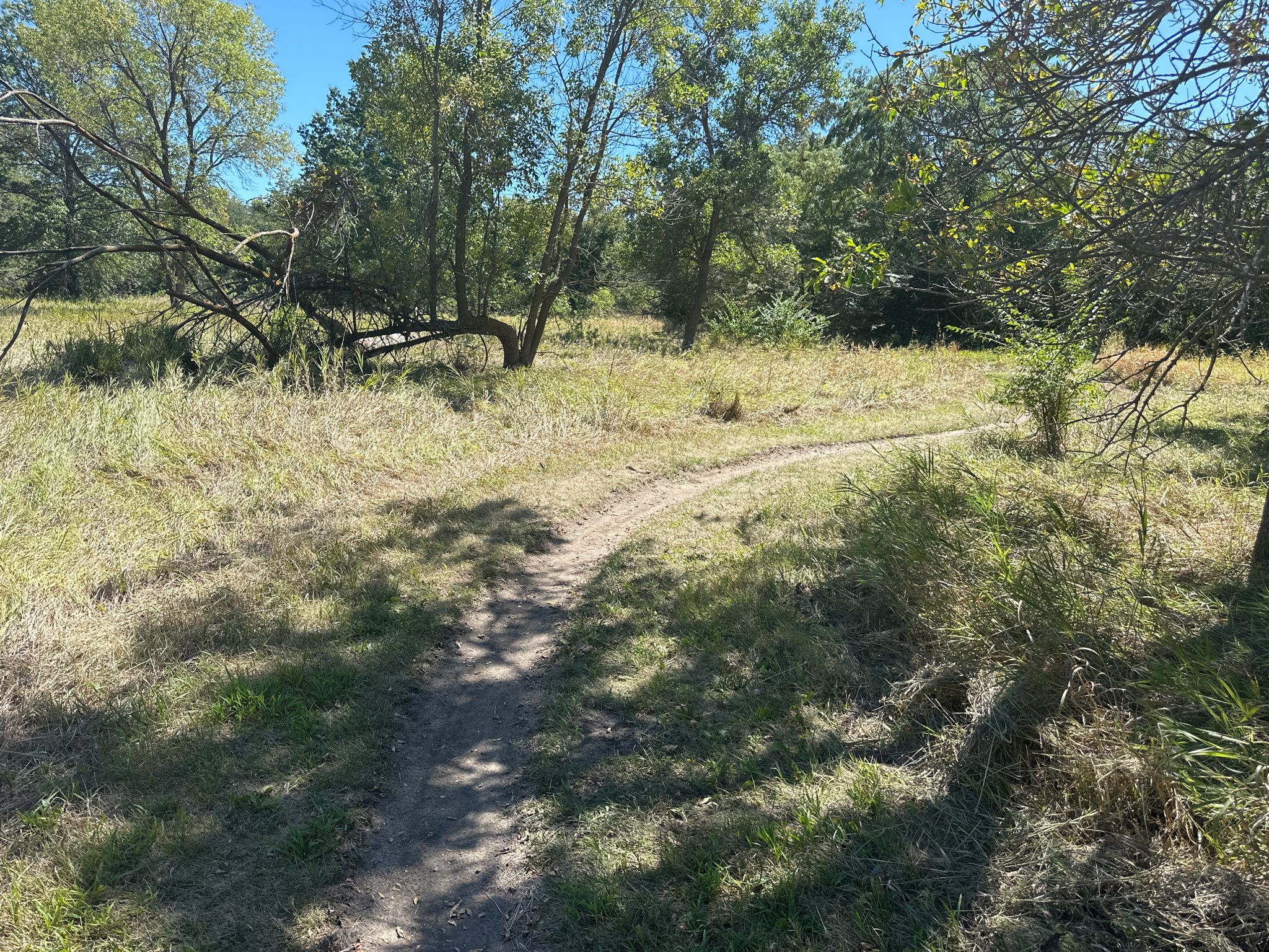 A winding dirt path through a sunny, grassy field with distant trees. - Suspension bridge – Wilderness Park Horse Trail loop from Lincoln Southwest High School