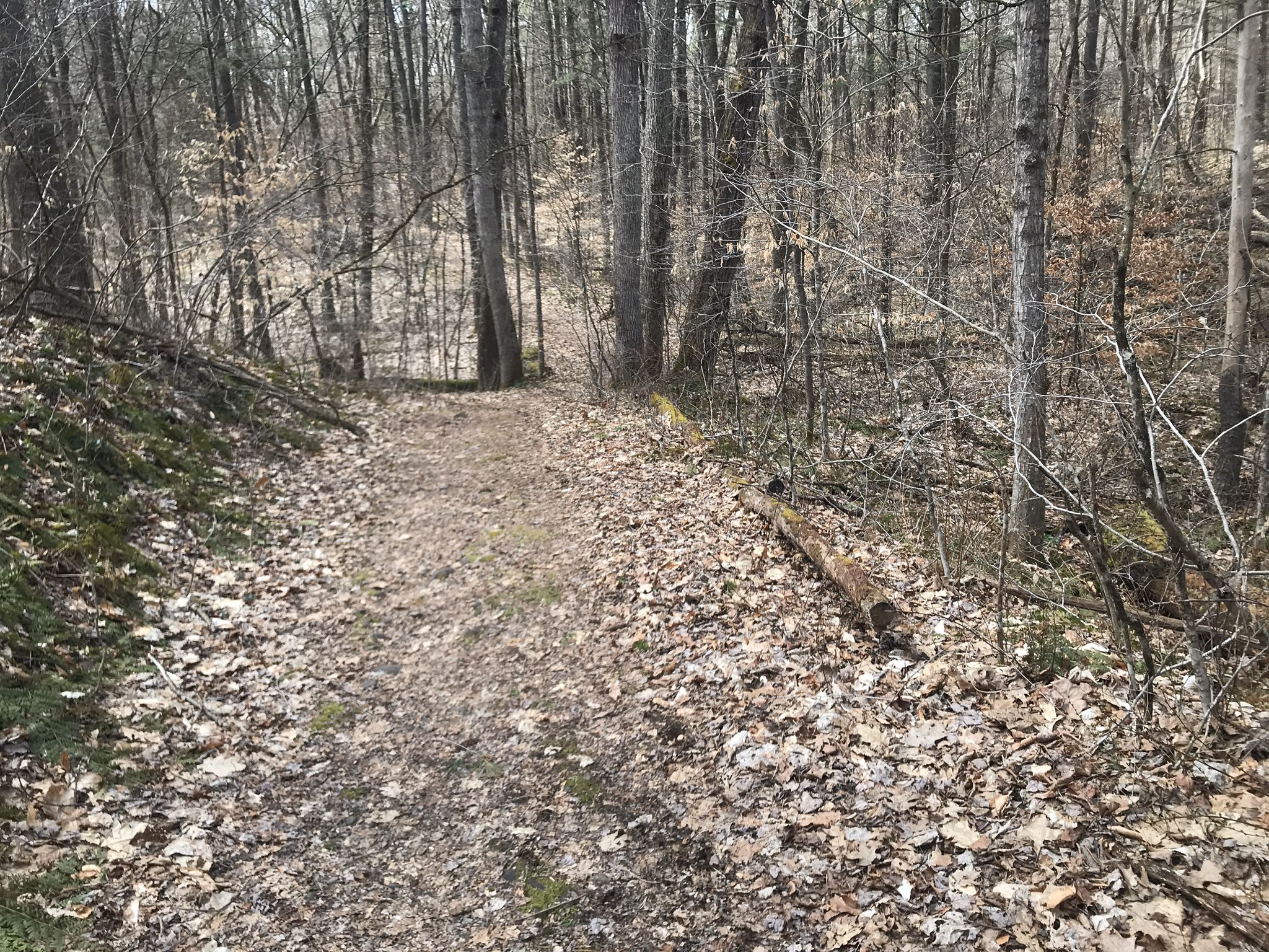 A winding dirt path covered in fallen leaves through a bare forest. - River Confluence Loop