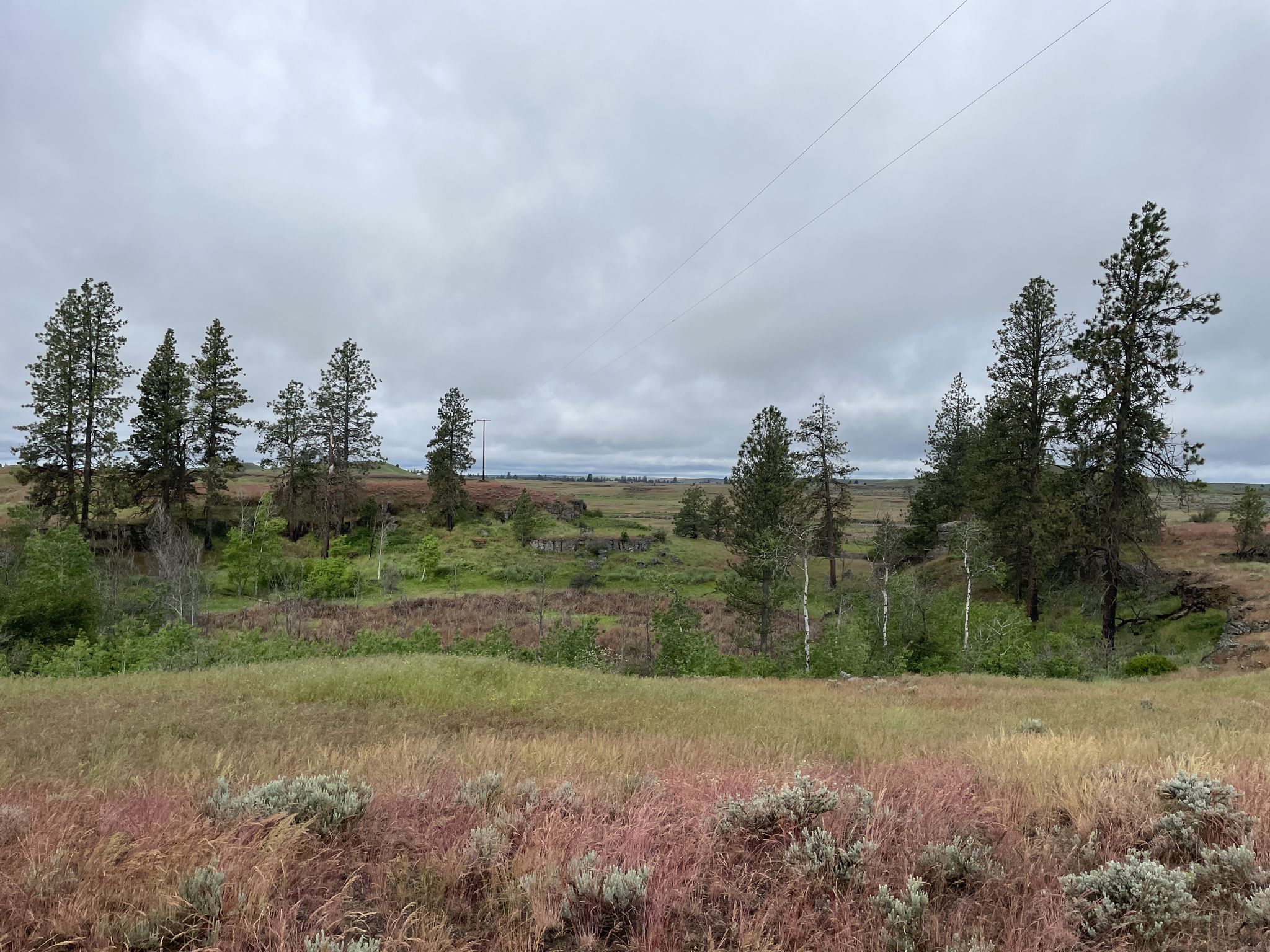 Grassy field with scattered pine trees and power lines under a cloudy sky. - Fishtrap Lake