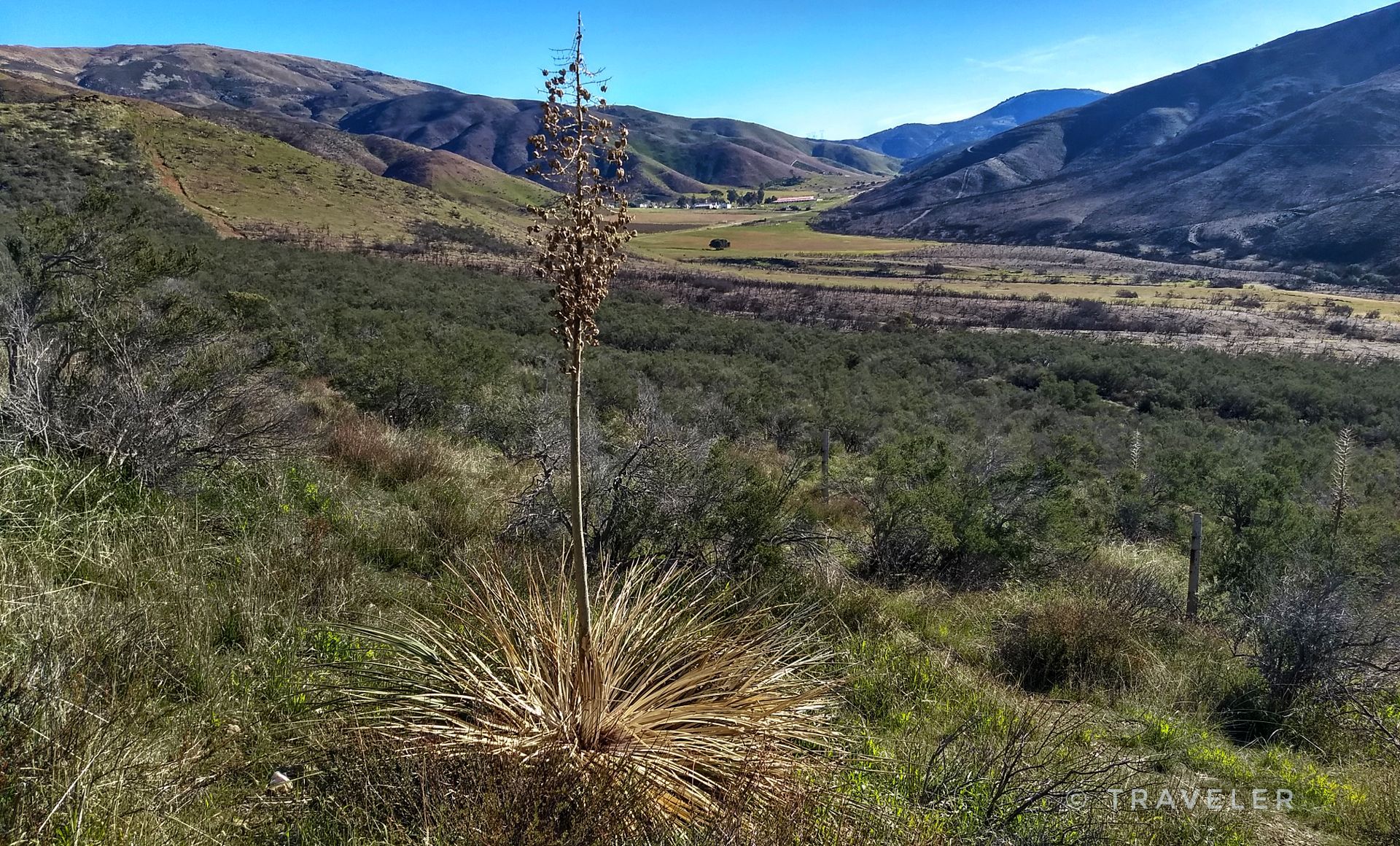 A tall, dry yucca plant stands in a vast, sunny valley. - Pacific Crest National Scenic Trail