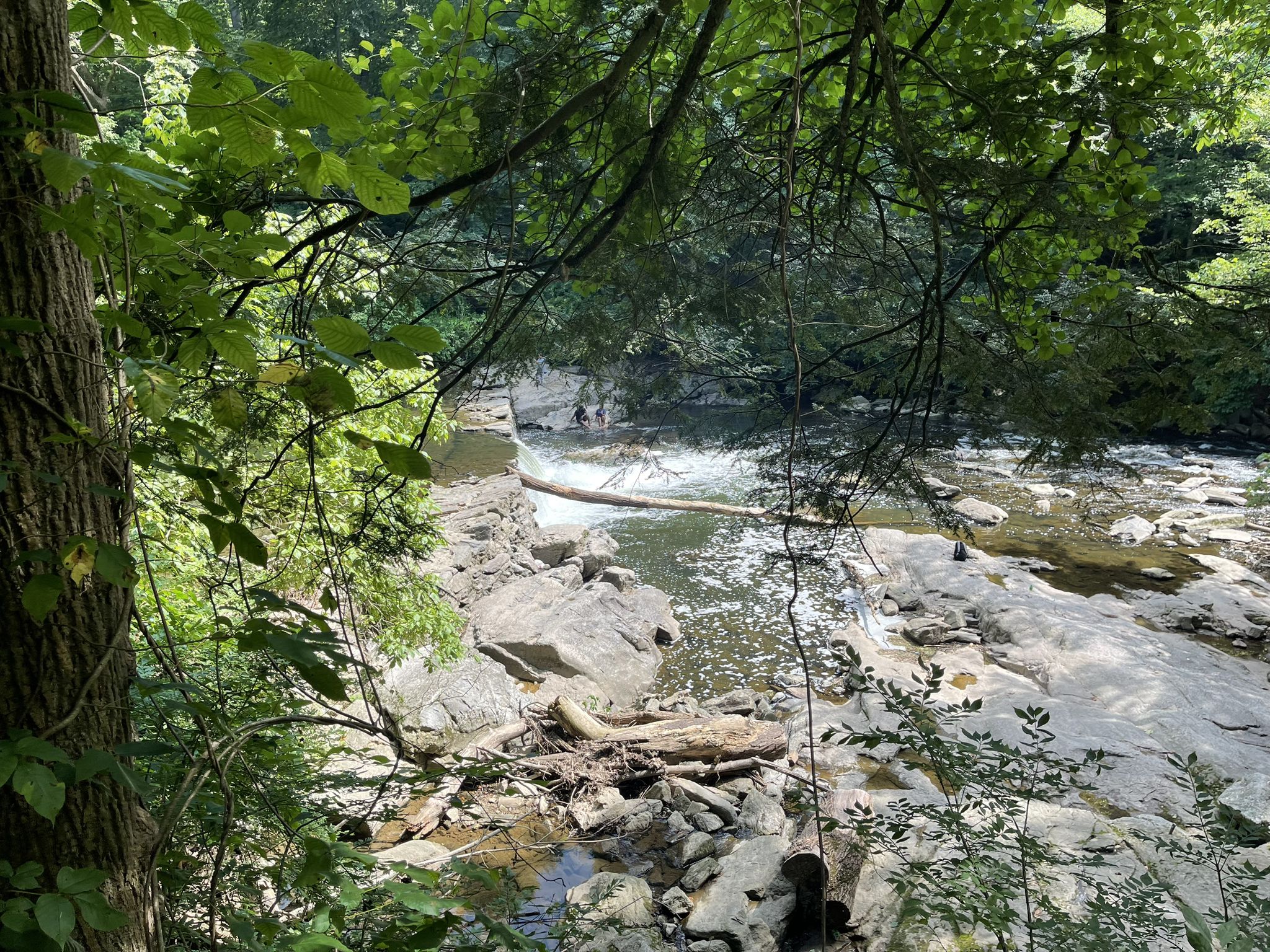 A rocky river flows through a dense green forest on a bright day. - Wissahickon Creek Waterfall loop from Woodmere Art Museum