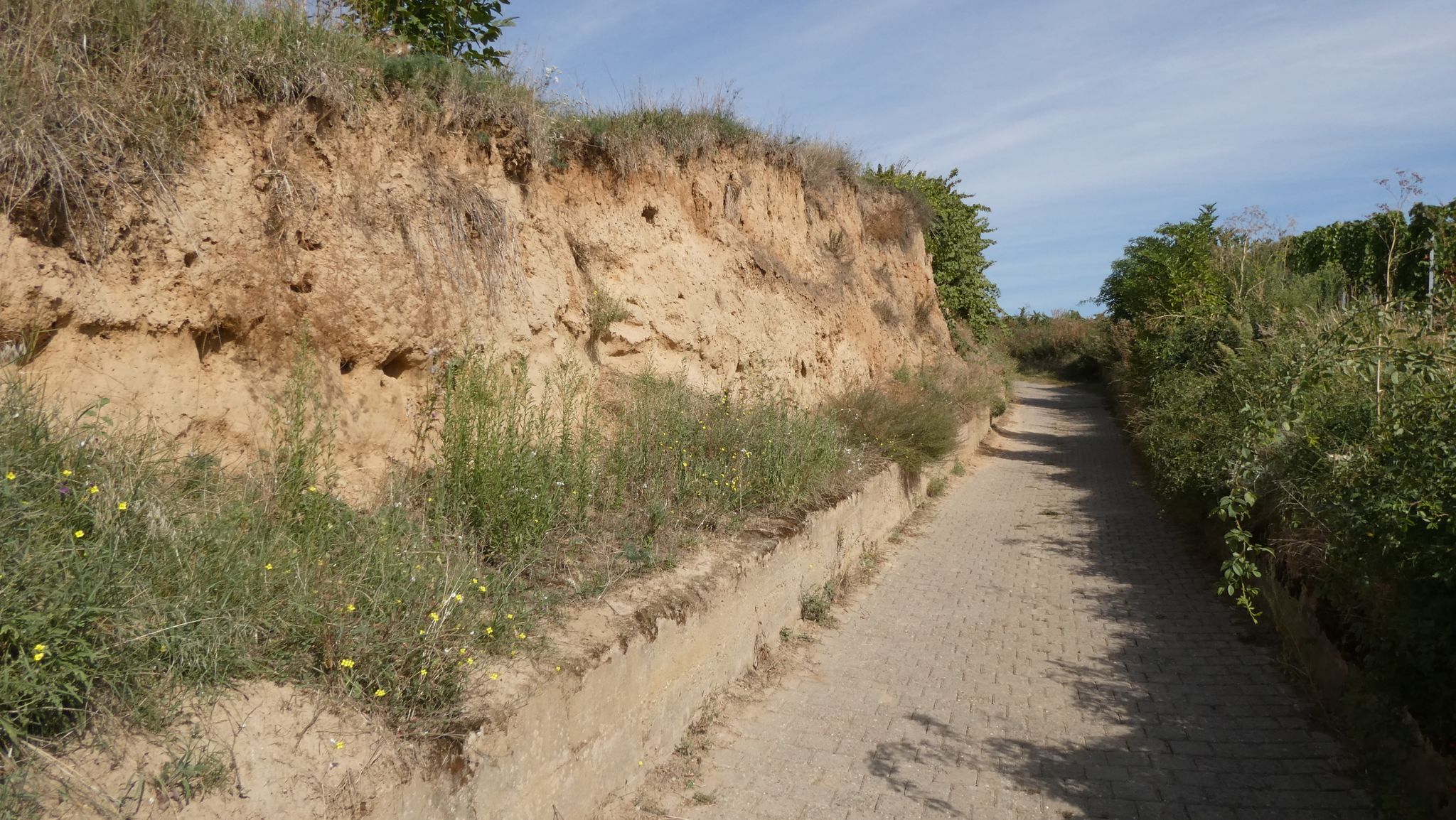 Kirschbühl Hohl (Hohlweg)