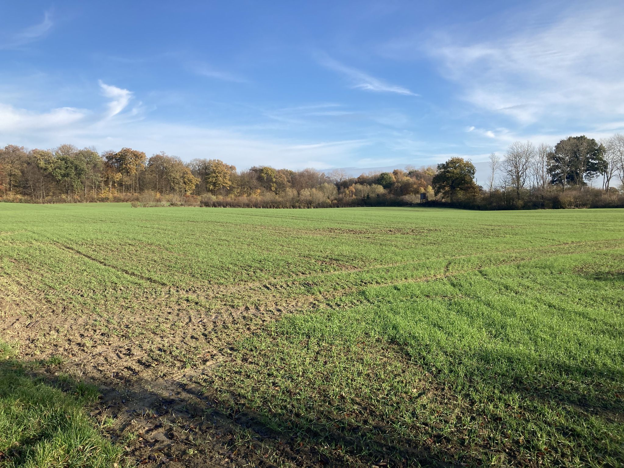 Schöner Blick auf den Wald