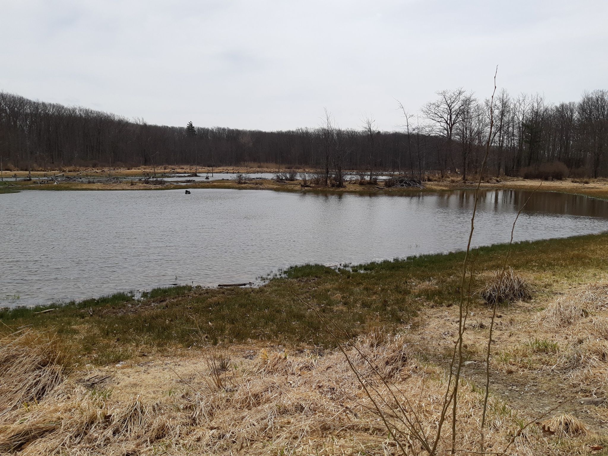 Overcast landscape with calm water, dry grass, and a distant bare forest. - Interloken Trail to Teeter Pond