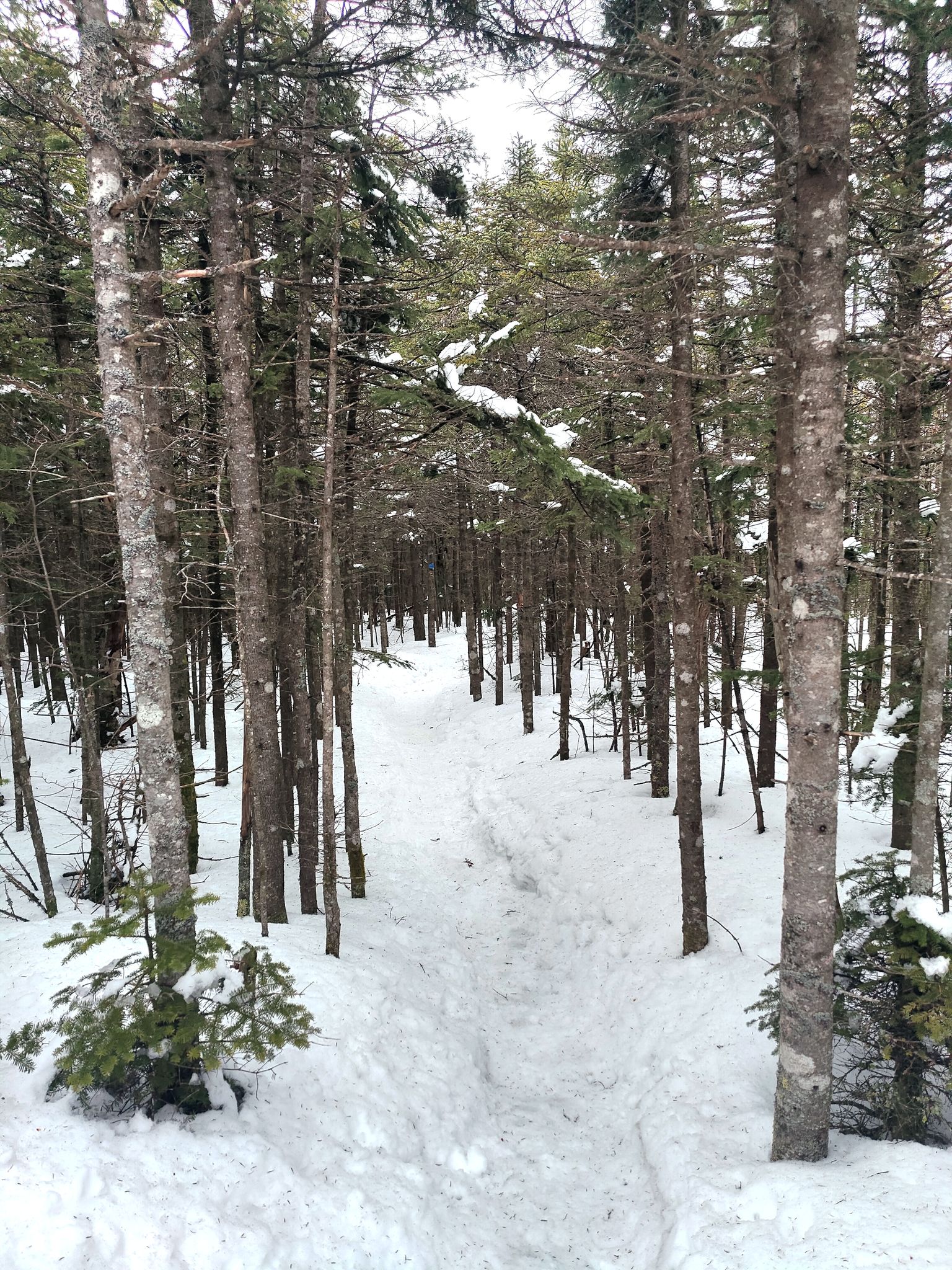 A snow-covered path winds through a dense evergreen forest on an overcast day. - Giant Ledge - Panther - Fox Hollow Trail