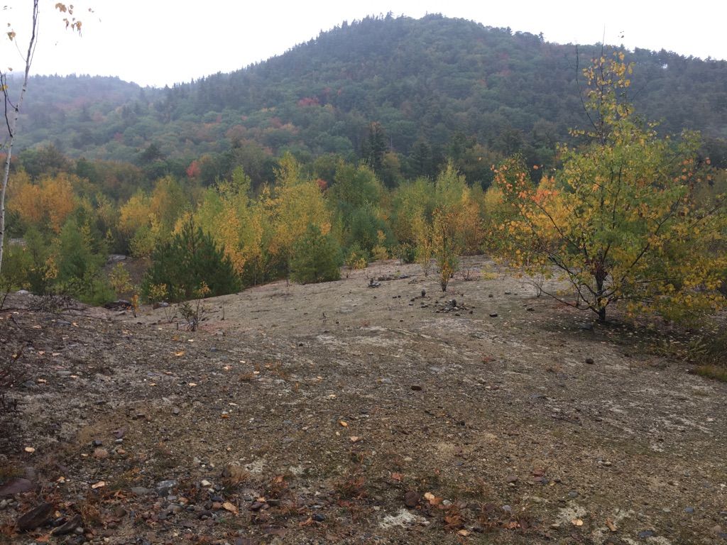 Overcast view of autumn trees on a hillside with barren foreground. - Cotton Mountain – Mount Livermore loop from Holderness