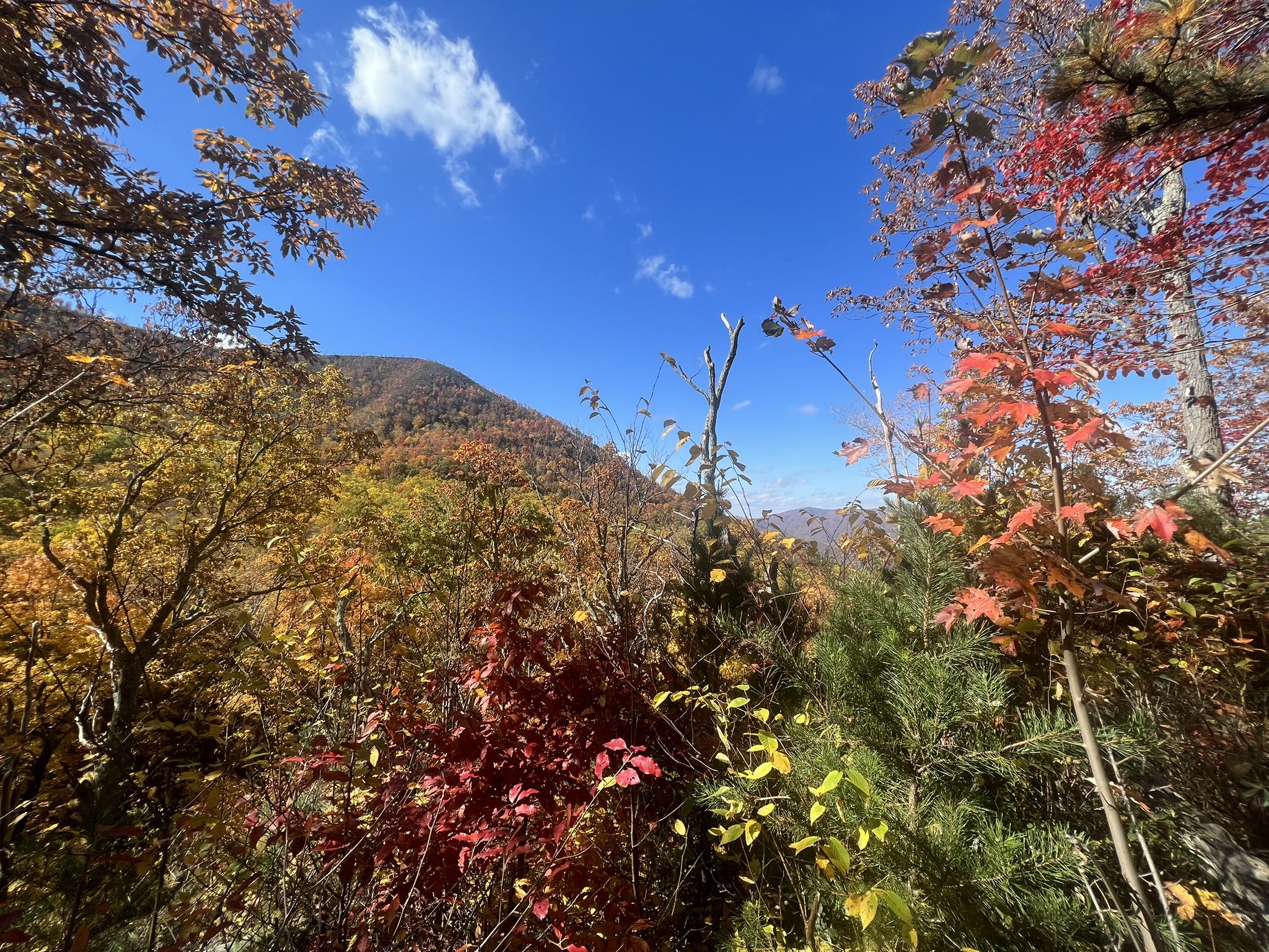 Vibrant autumn foliage framing a distant mountain under a blue sky. - Rainbow Falls Trail
