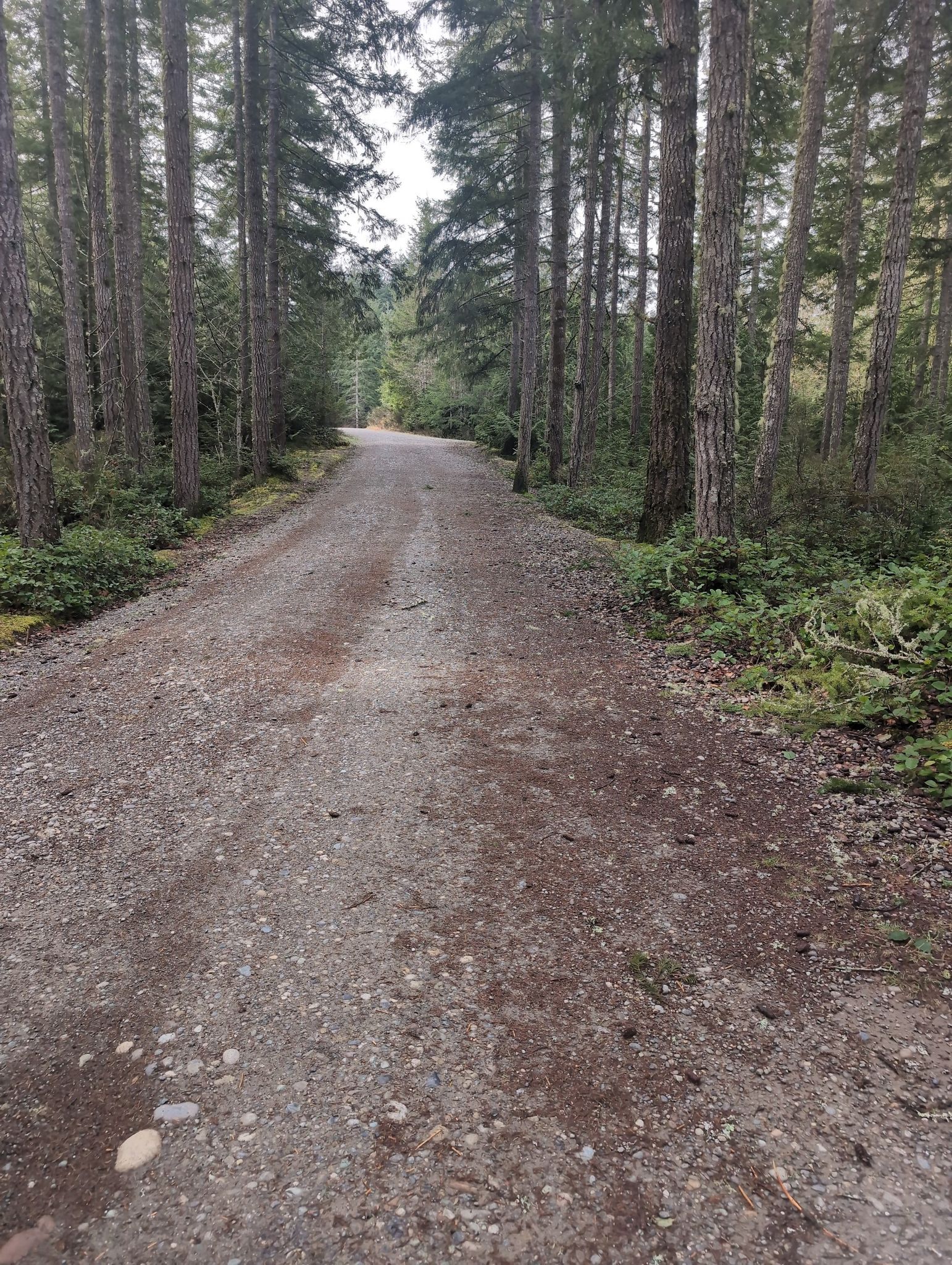 A gravel road winds through a dense, tall evergreen forest under an overcast sky. - Dickerson Falls