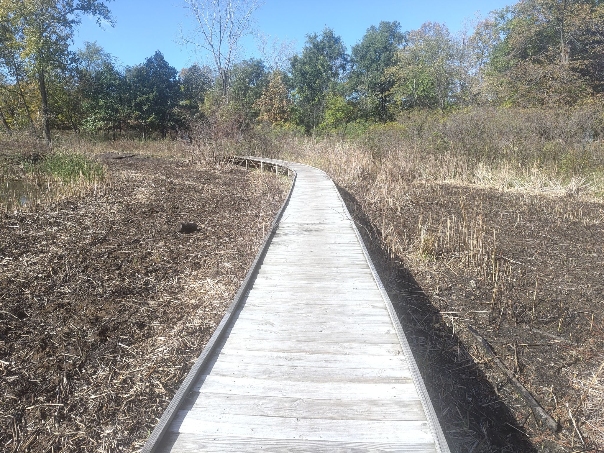 Wooden boardwalk through a wetland with dry vegetation under a clear sky. - North Park Village Nature Center Trail