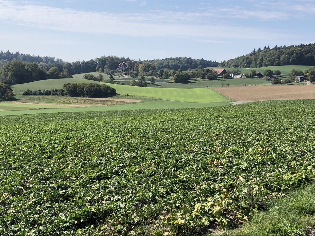 Blick auf das Waldheim, direkt davor verläuft die Grenze