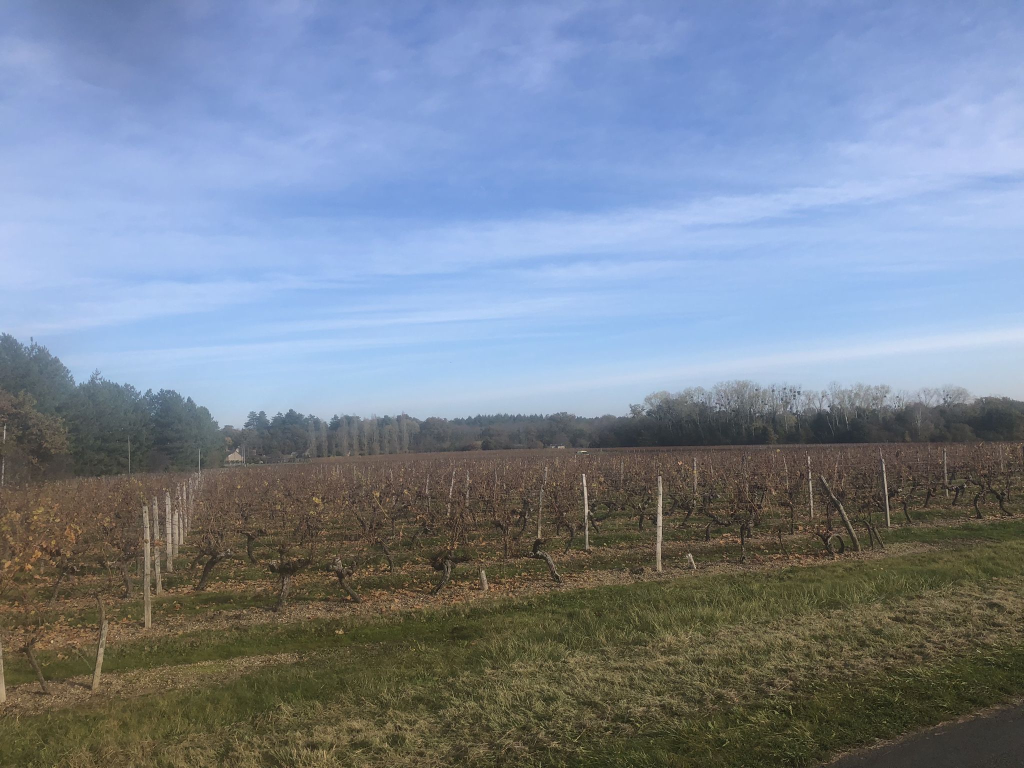 Les vignes de Cheverny