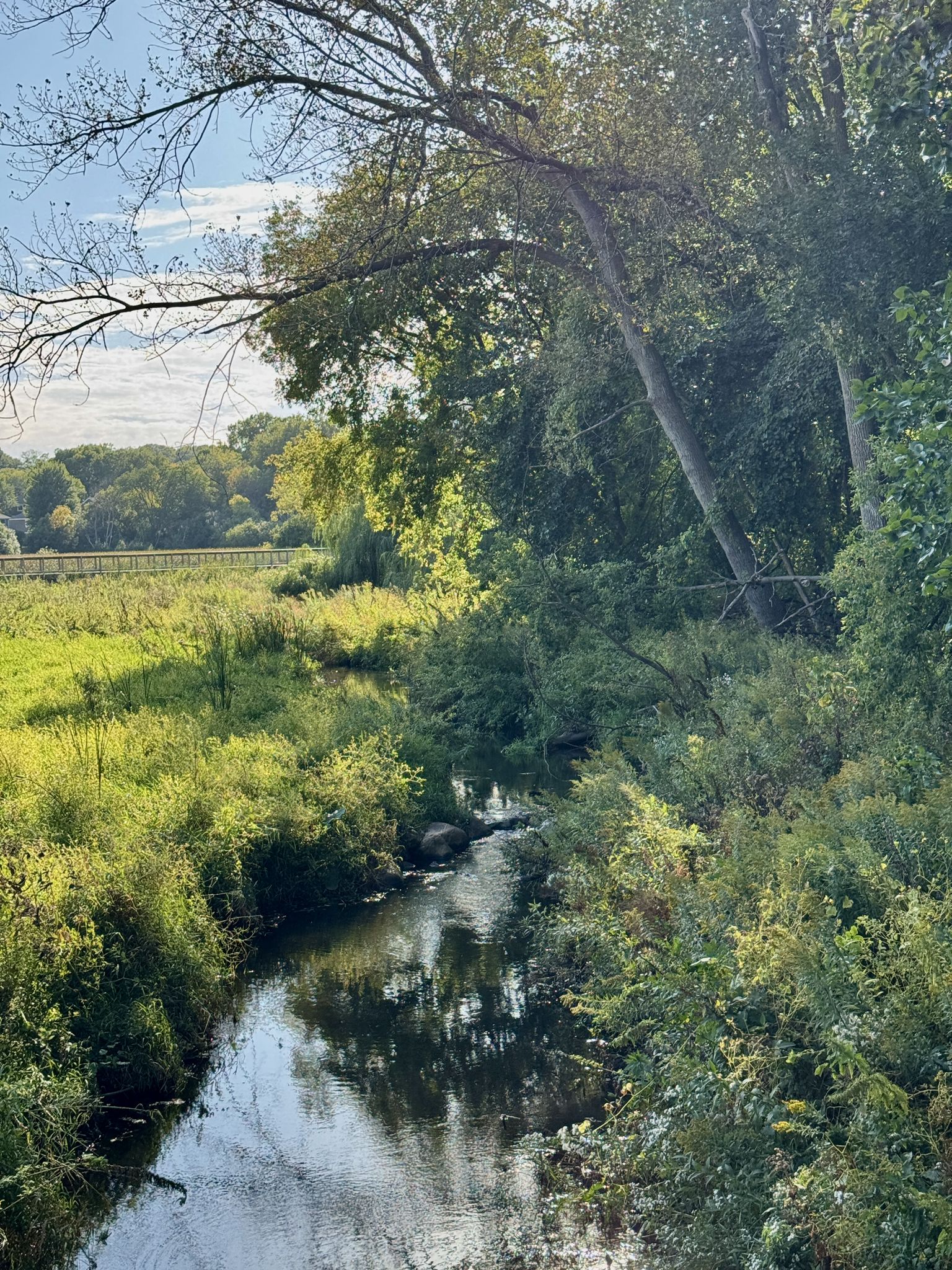 Narrow stream flowing through lush green foliage under dappled sunlight. - Lake Locklear – Hopkins Water Tower loop from Edina