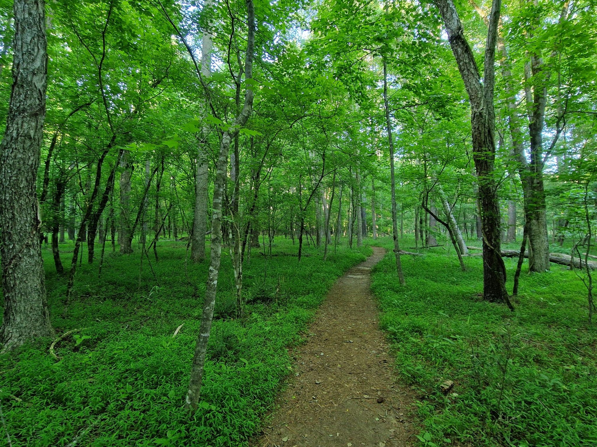 A winding dirt path through a vibrant green, sunlit forest. - Bowmans Island and Laurel Ridge Trails