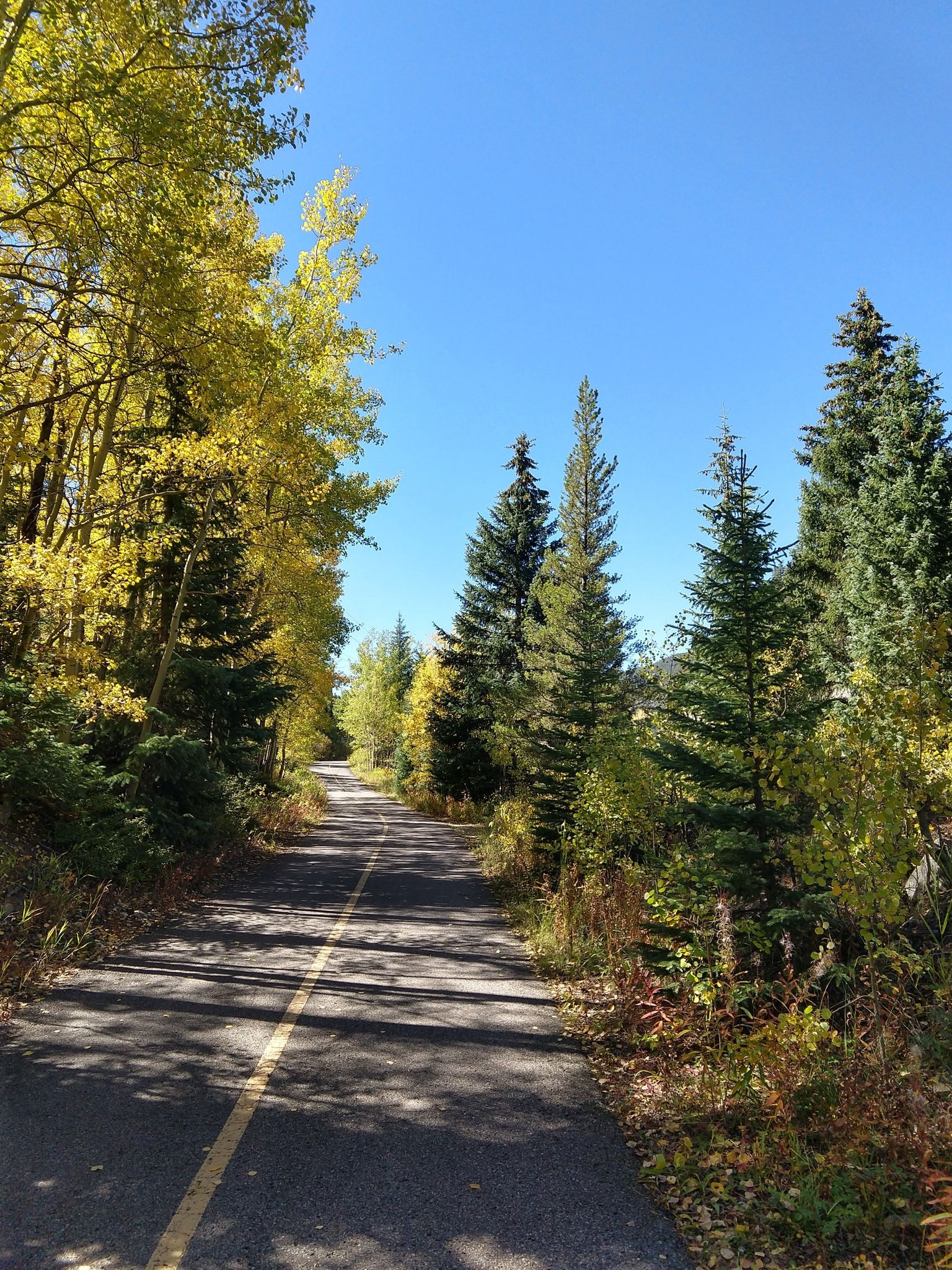 Paved road winding through a tunnel of vibrant yellow and green trees. - Tenmile Recpath