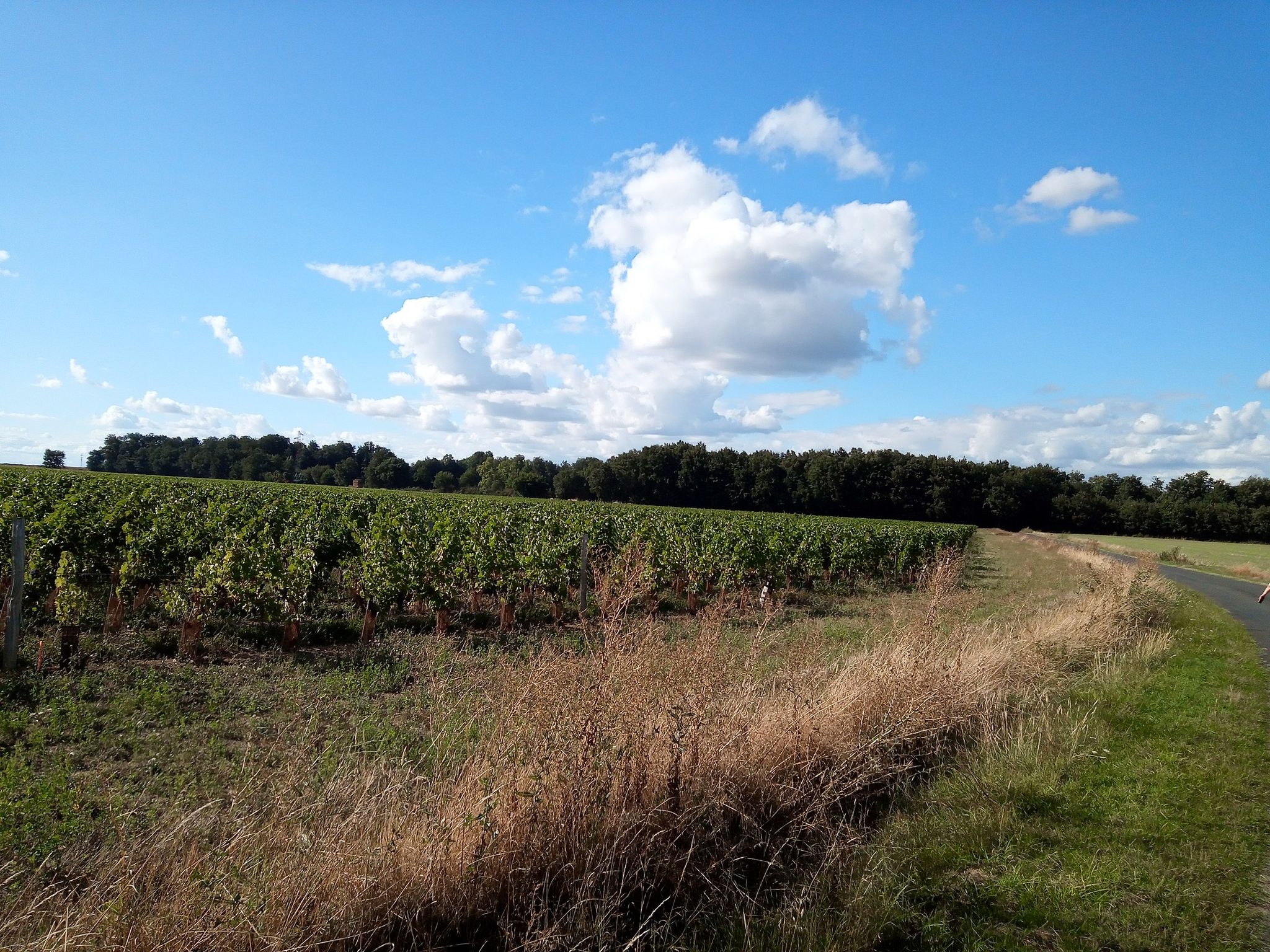 les vignes