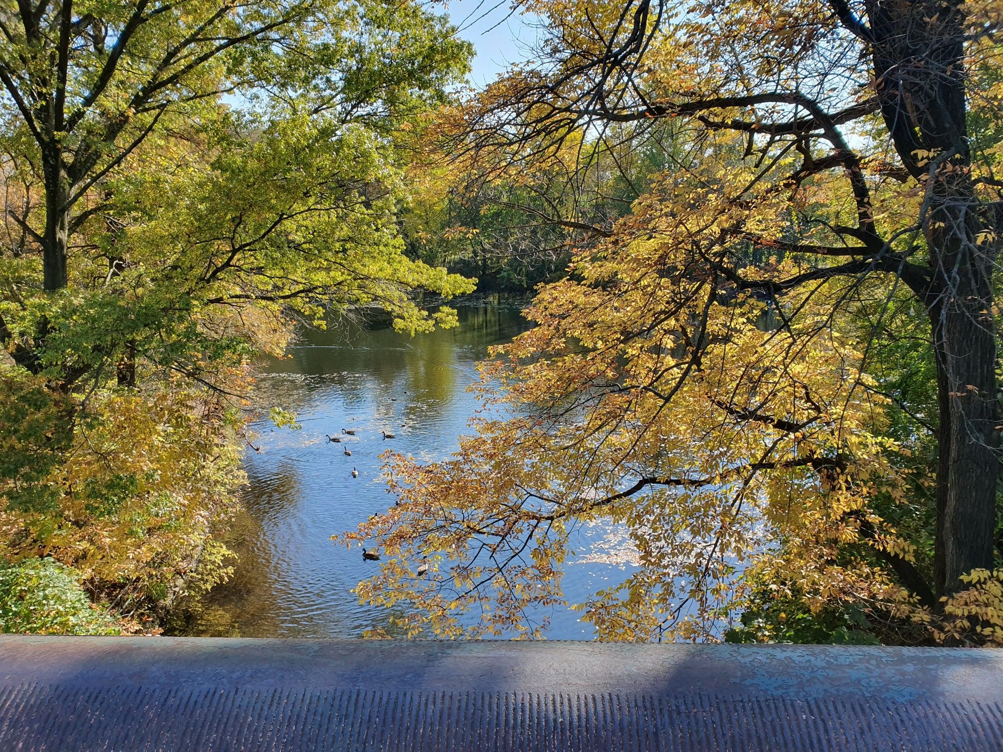 Ducks swimming in a pond framed by trees with golden autumn leaves. - Peaks of Prospect Park
