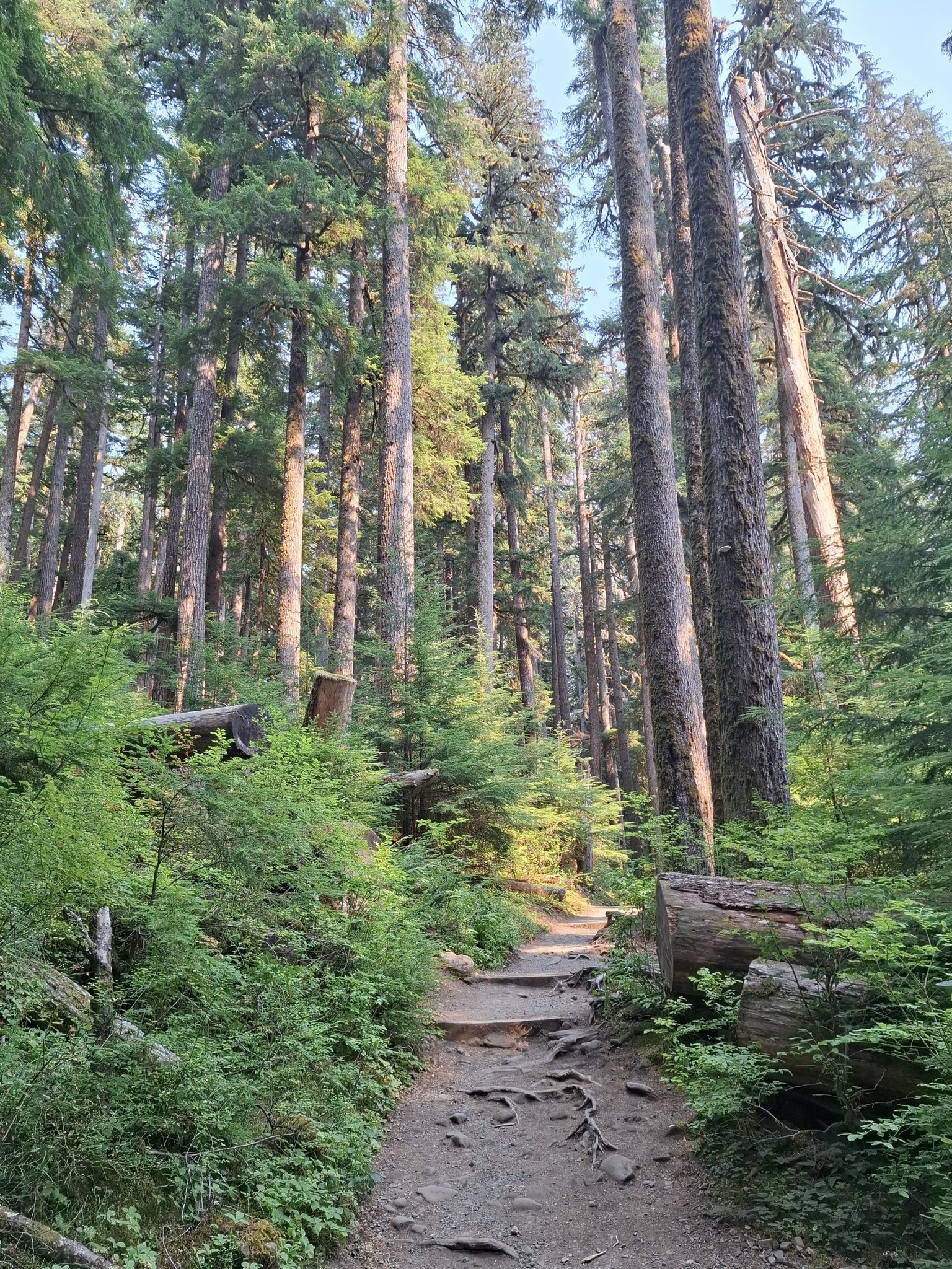 Dirt path winding through a tall, dense forest with sunlit trees. - Sol Duc Falls Nature Trail
