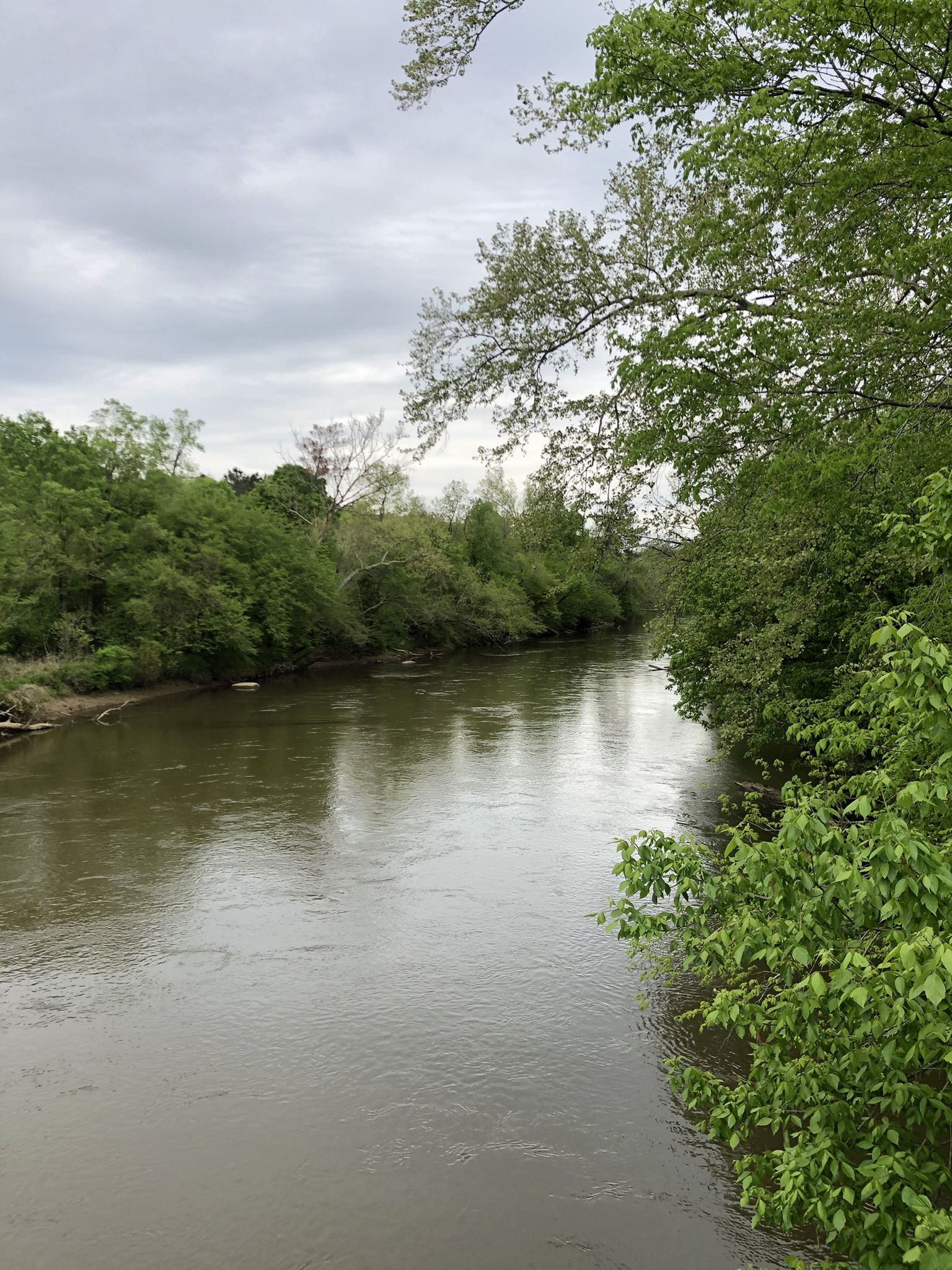 A calm river flows between dense, vibrant green trees under an overcast sky. - Milburnie Overlook – Skycrest Suspension Bridge loop from Milburnie