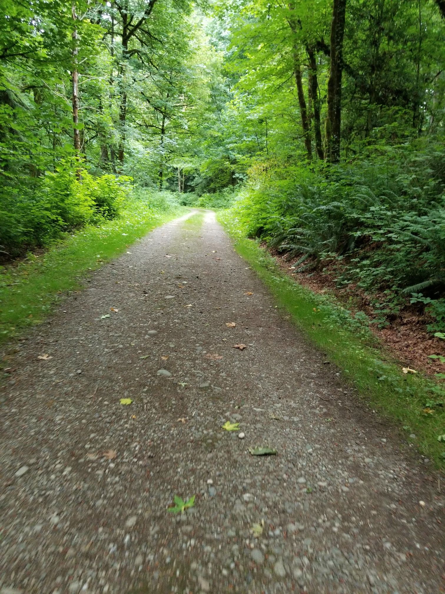Gravel path through a lush green forest, dappled sunlight ahead. - Ring Hill Forest loop