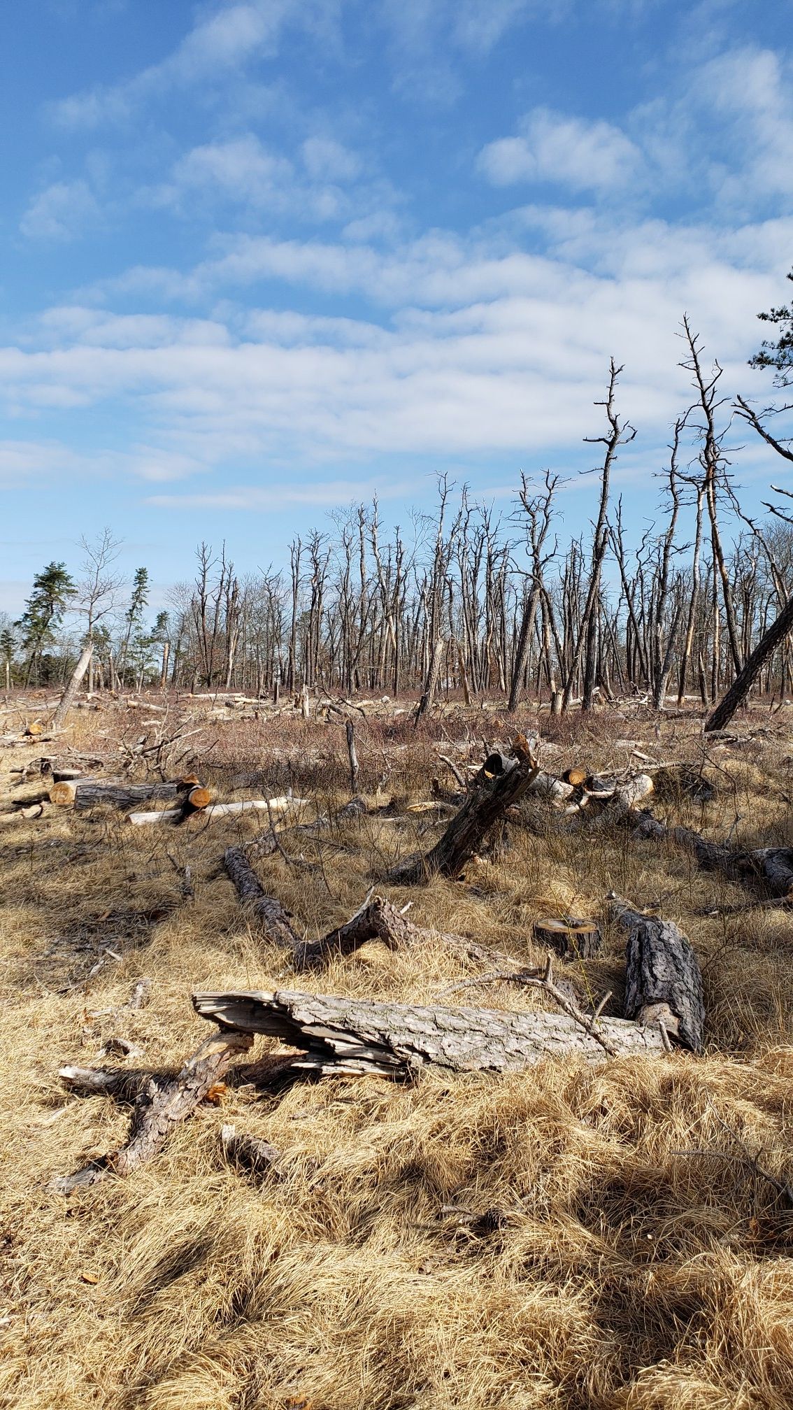 A cleared forest with fallen logs, bare trees, and dry grass under a bright sky. - Hubbard County Park Trail