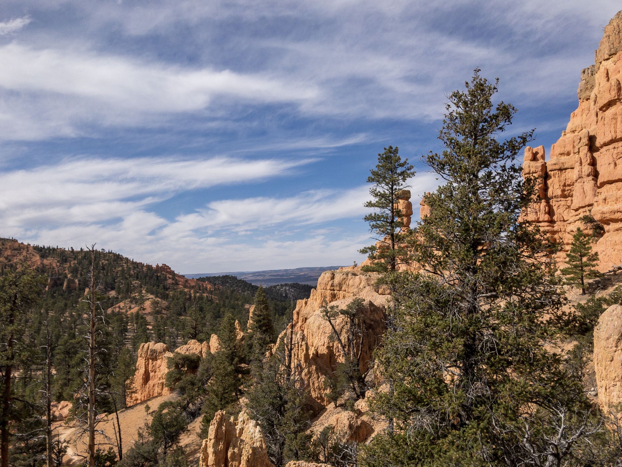 Red rock formations and green pine trees under a partly cloudy sky. - Pink Ledges, Birdseye and Photo Trail Loop