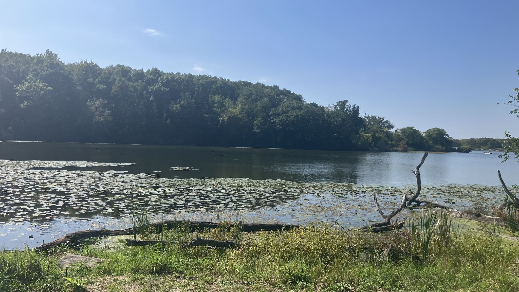 Sunny lake with lily pads and a dense green forest shoreline. - Pierce Lake loop