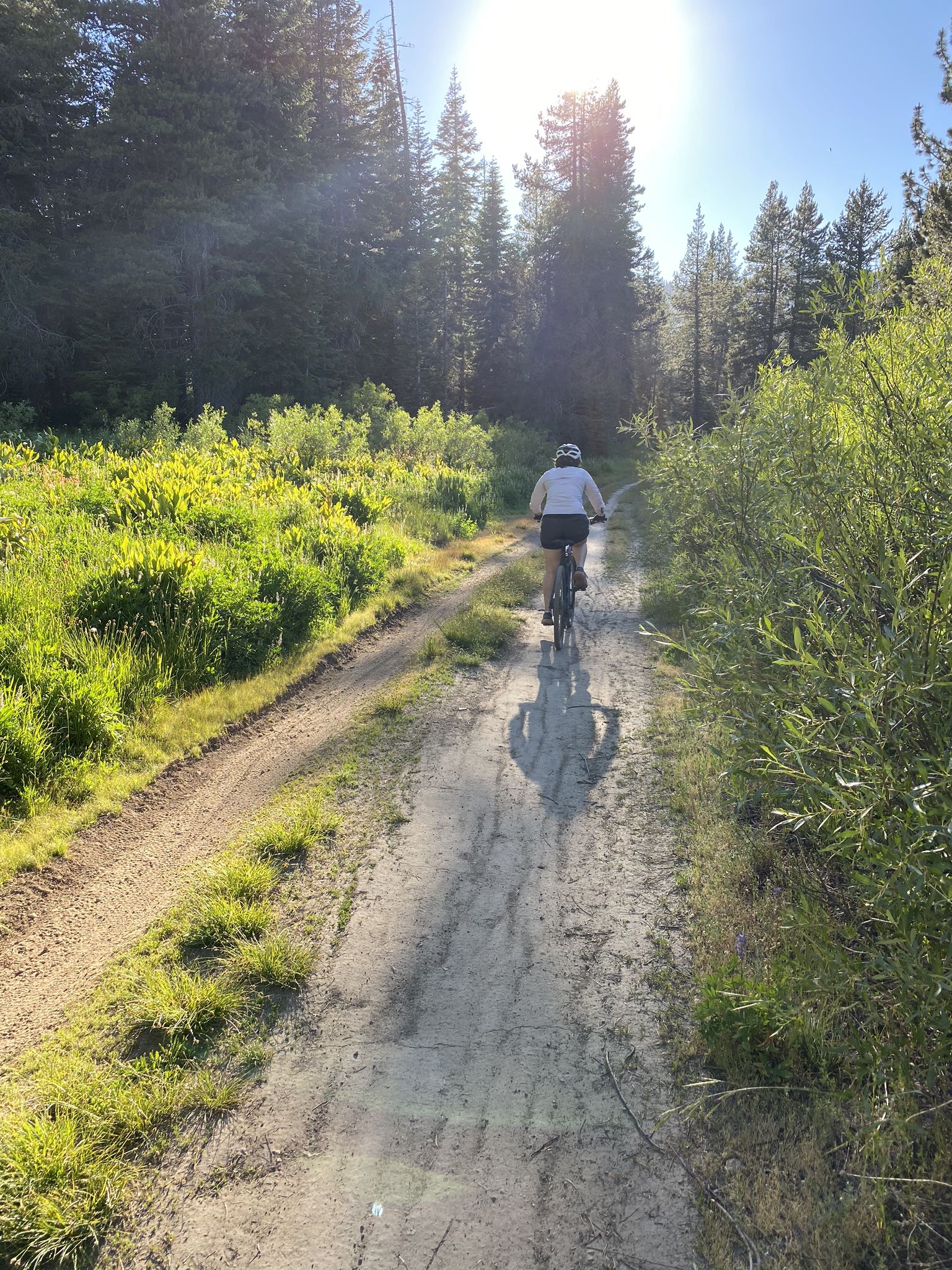 A person bikes on a sunny dirt trail through a dense forest. - Euer Valley: North and South Roads Loop