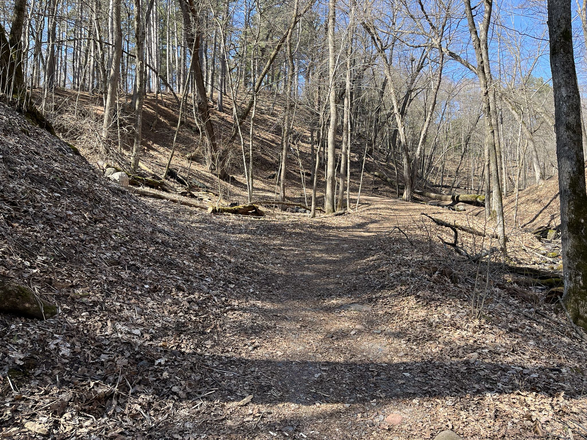 A dirt path through a sunny, wooded valley with steep, leaf-covered slopes. - Arcola Bluffs Trail