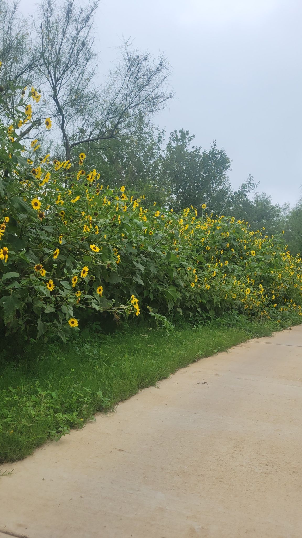 Paved path alongside a vibrant row of yellow flowers and green trees. - Lost without name