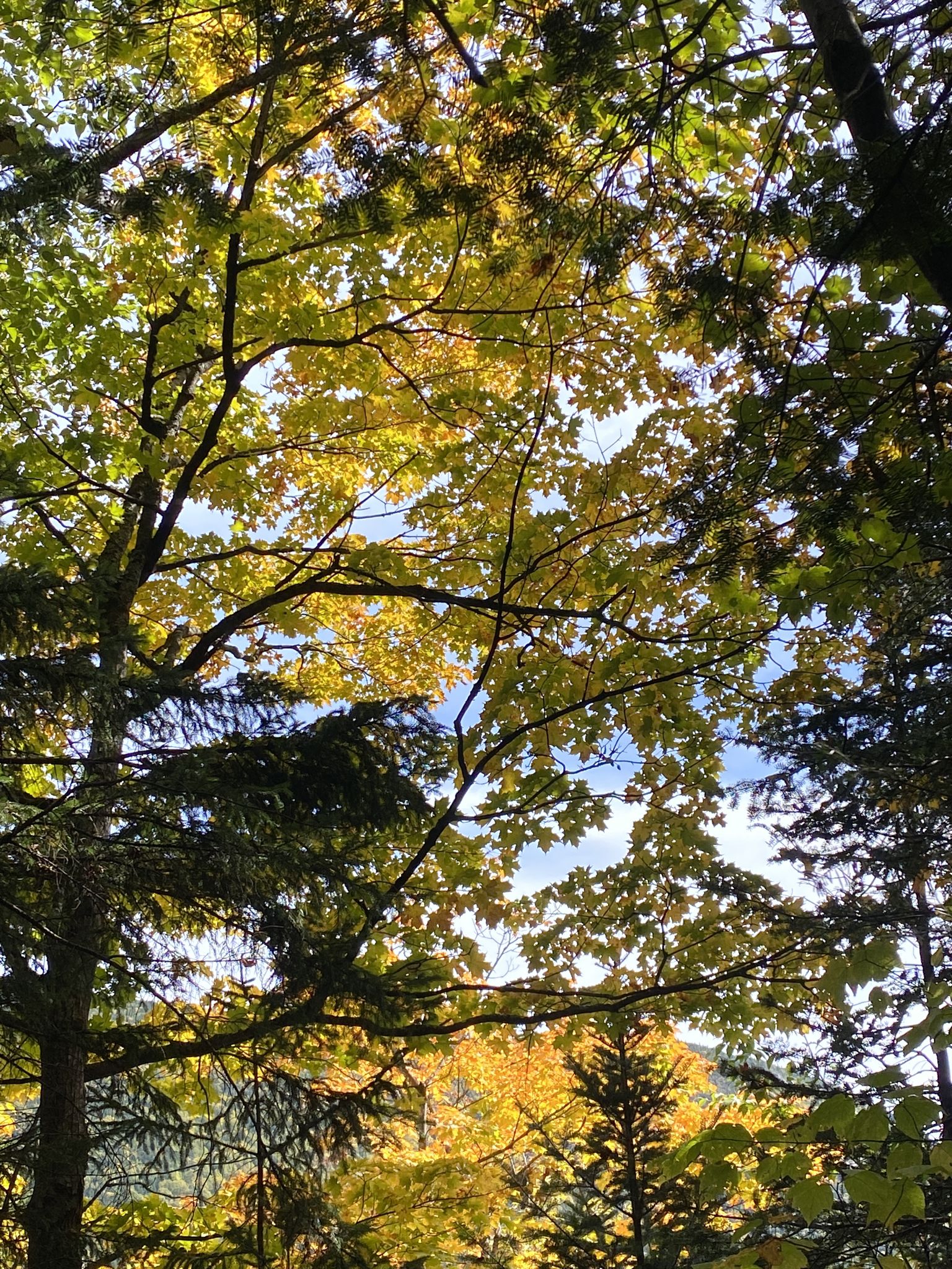 Looking up through a dense canopy of bright green and yellow autumn leaves. - The Direttissima Trail