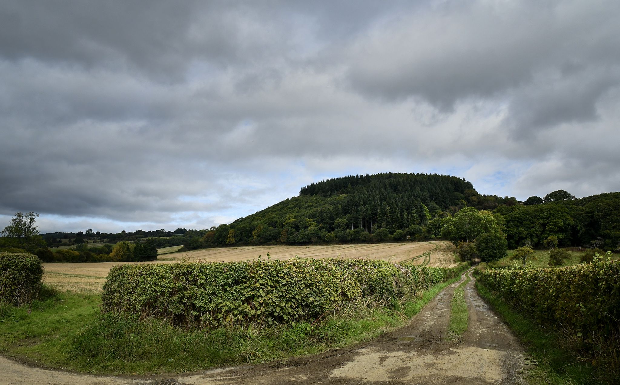 Coles Hill Wood