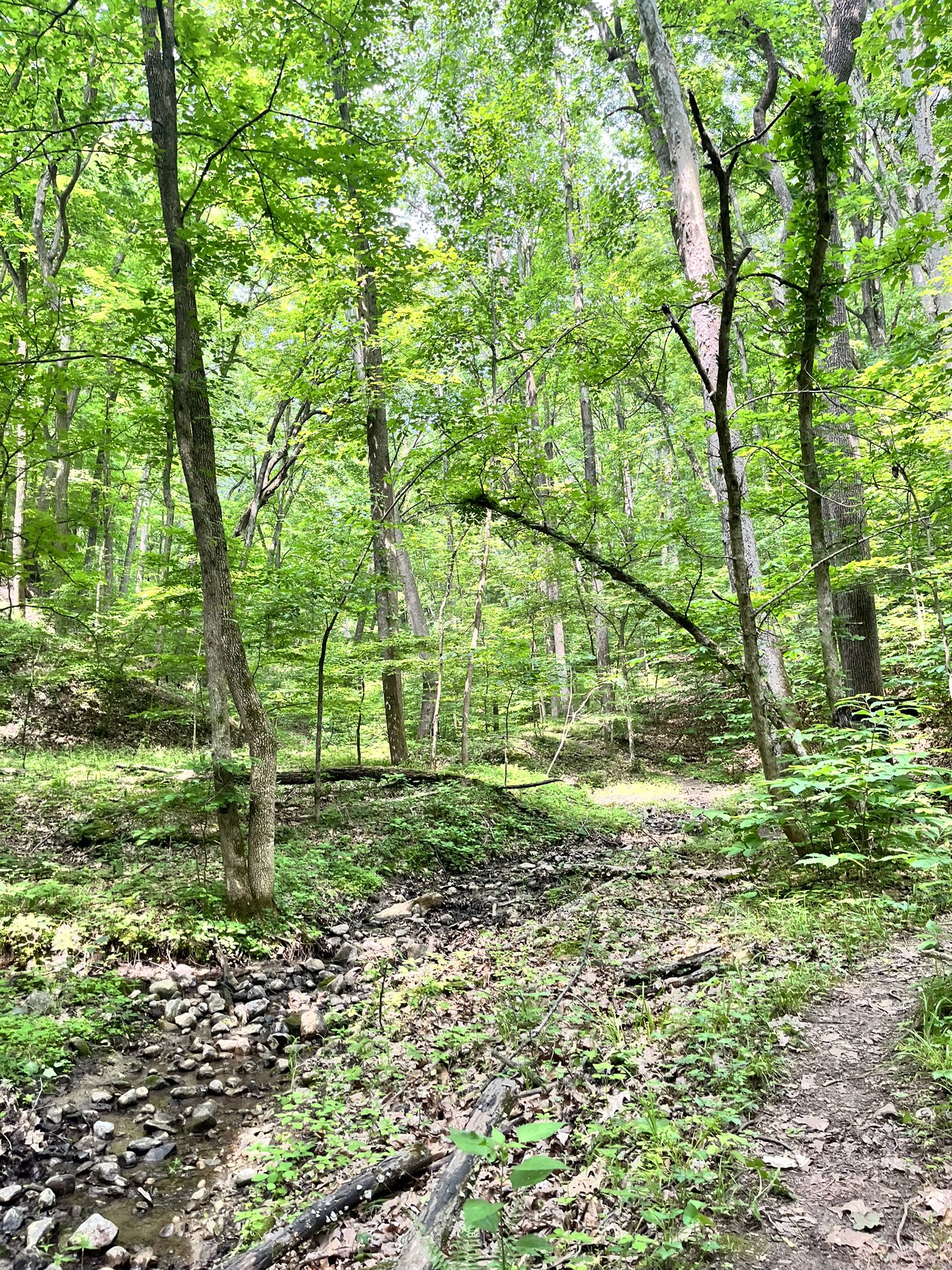 A forest path alongside a rocky stream bed under bright green trees. - Tree Research Area loop from Doris Westfall Prairie Restoration Nature Preserve