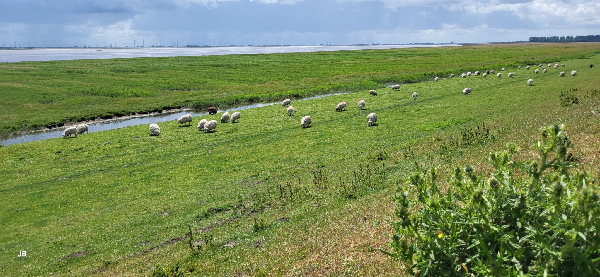 Schafe auf dem Mitteldeich, im Hintergrund die Eider
