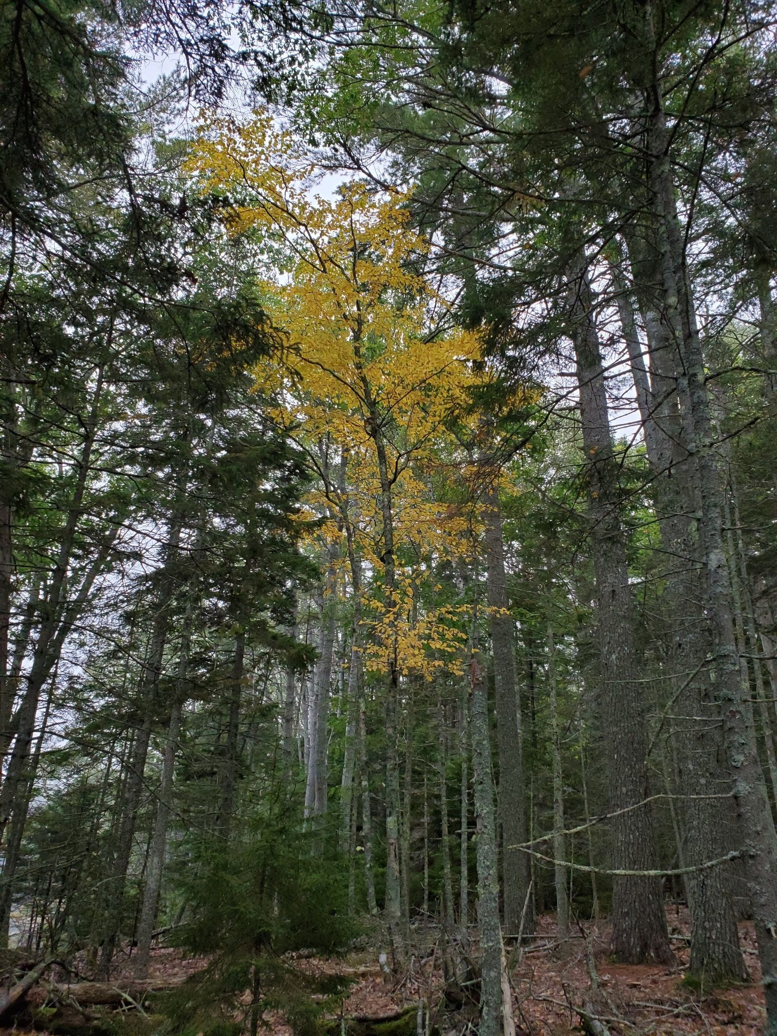 A tall forest with one tree displaying vibrant yellow autumn leaves. - Gregory Trail loop & Oak Point Farm loop
