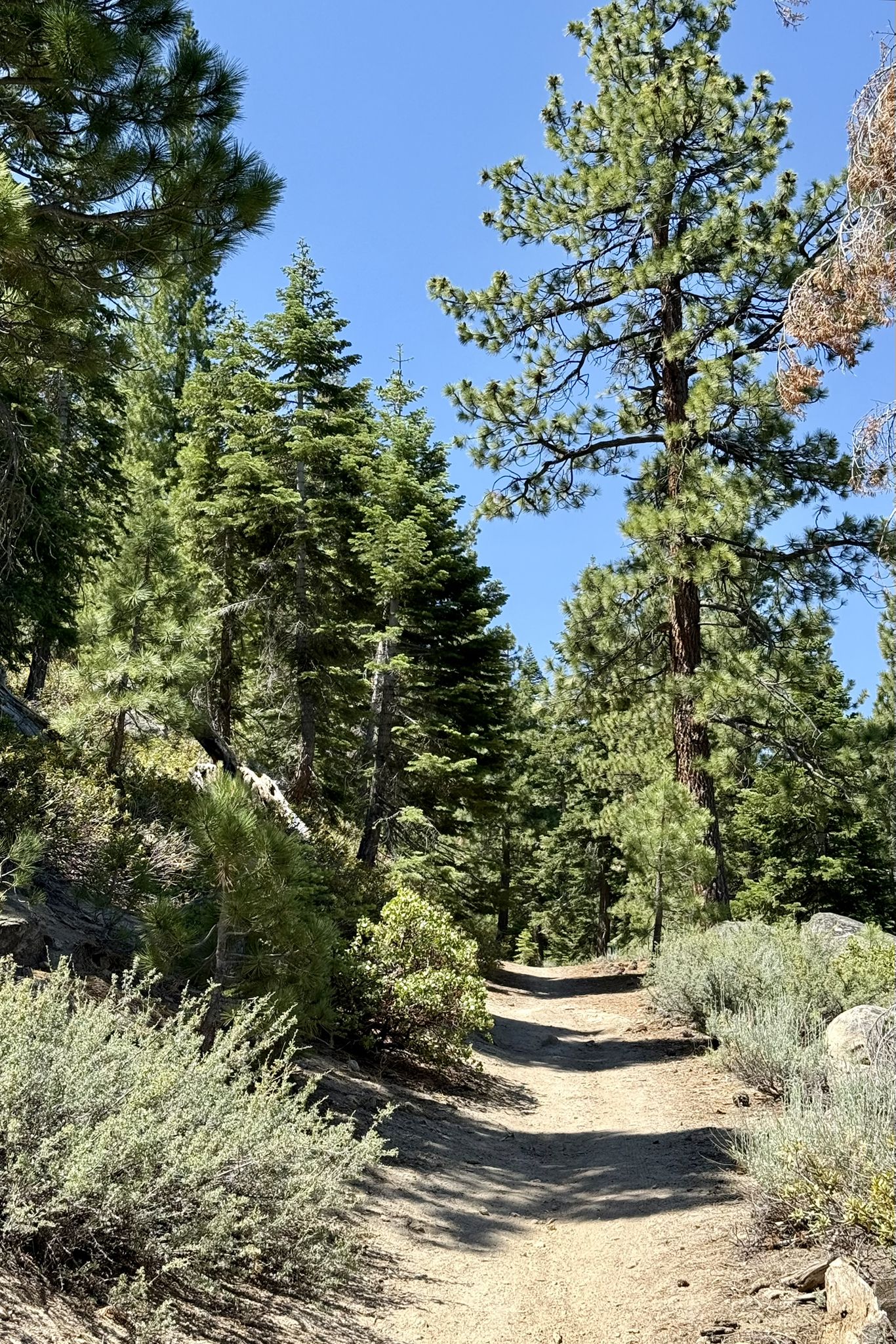 A sunny dirt path winds through a dense pine forest with green bushes. - Van Sickle Trail and K to K Trail