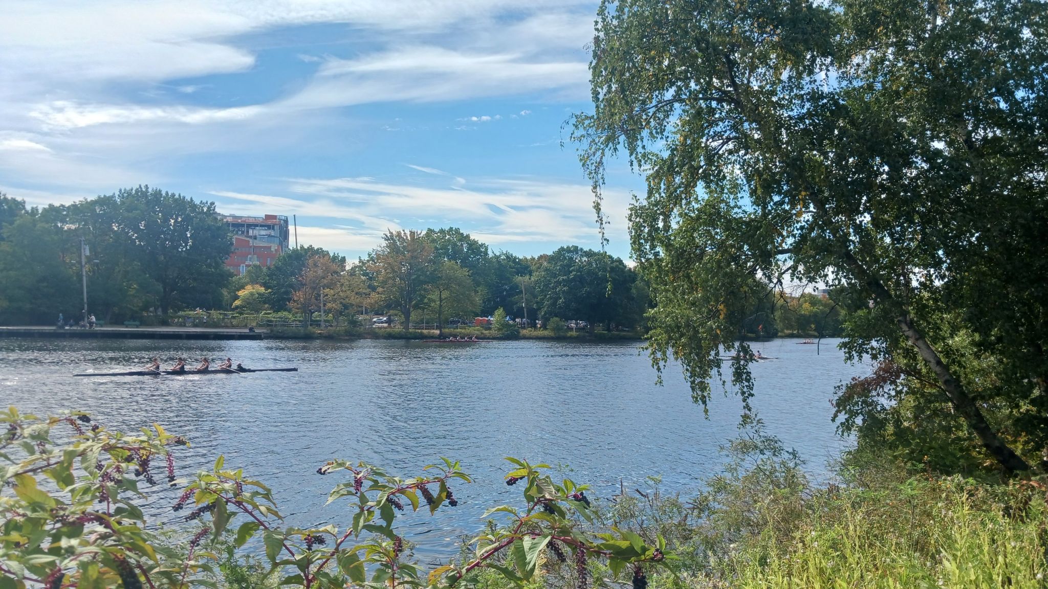 A river with a rowing shell, surrounded by trees and distant buildings. - Charles River Reservation – Charles River Reservation loop from Mount Auburn Cemetery