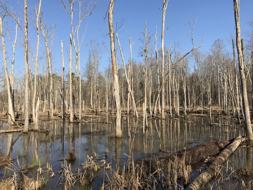 Bare trees stand in a sunlit swamp, reflecting in still water. - American Tobacco Trail – American Tobacco Trail loop from Green Hope High School