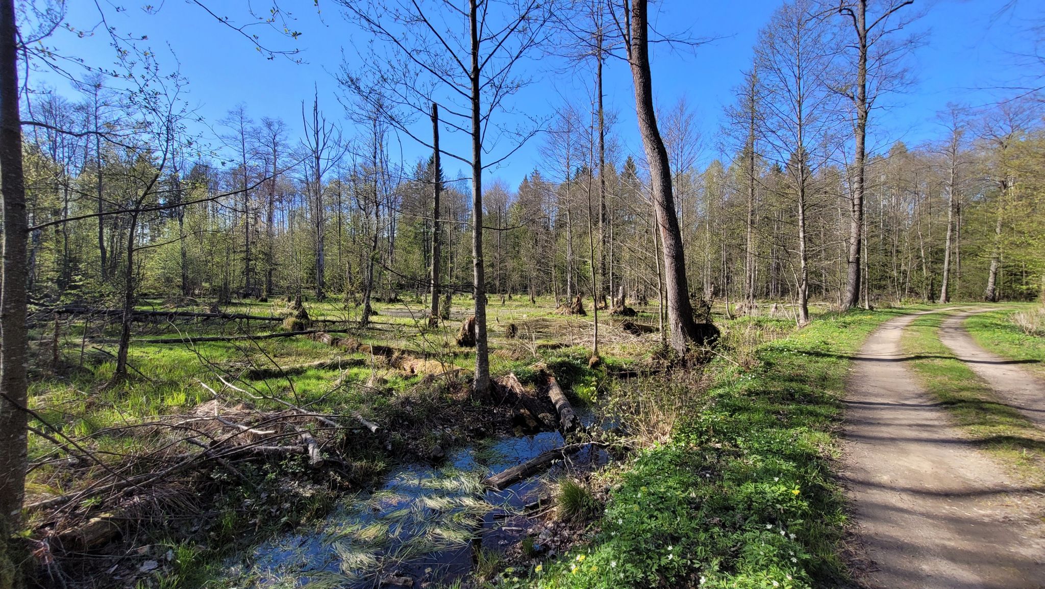 Podmokłe obszary puszczy przy Trakcie Lipińskim.