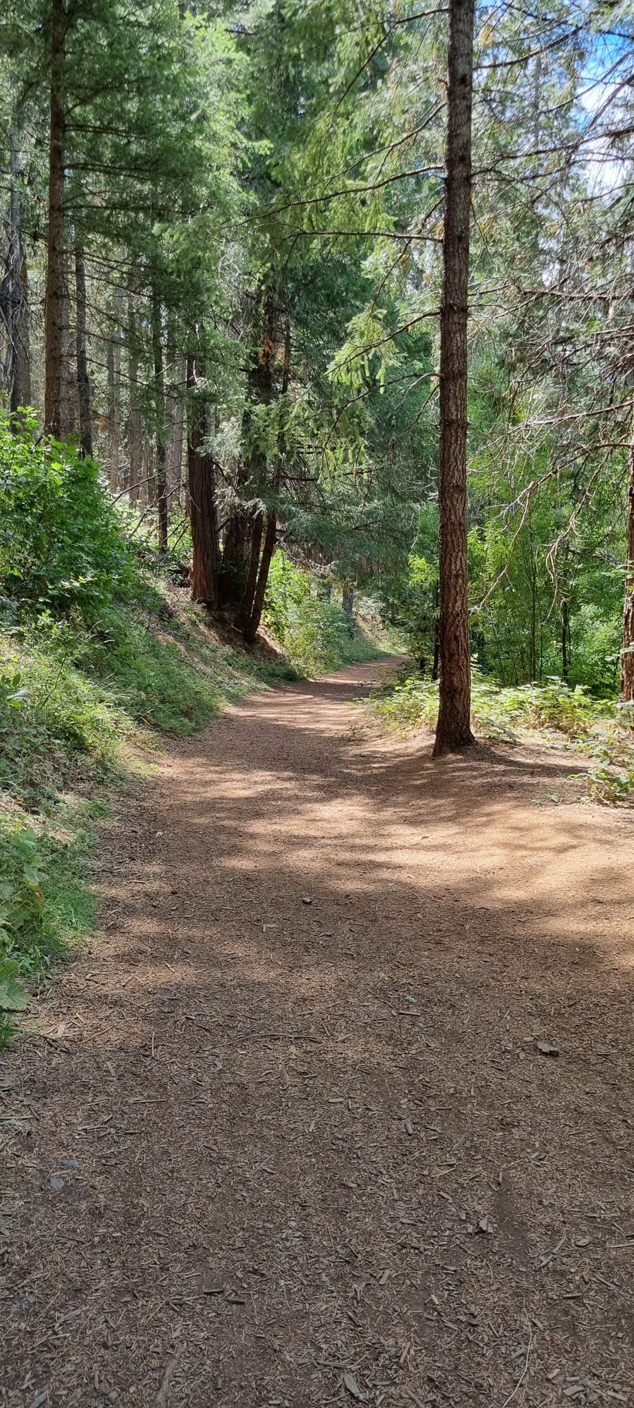 Dirt path winding through a sun-dappled, dense pine forest. - Jenkinson Lake Loop Trail