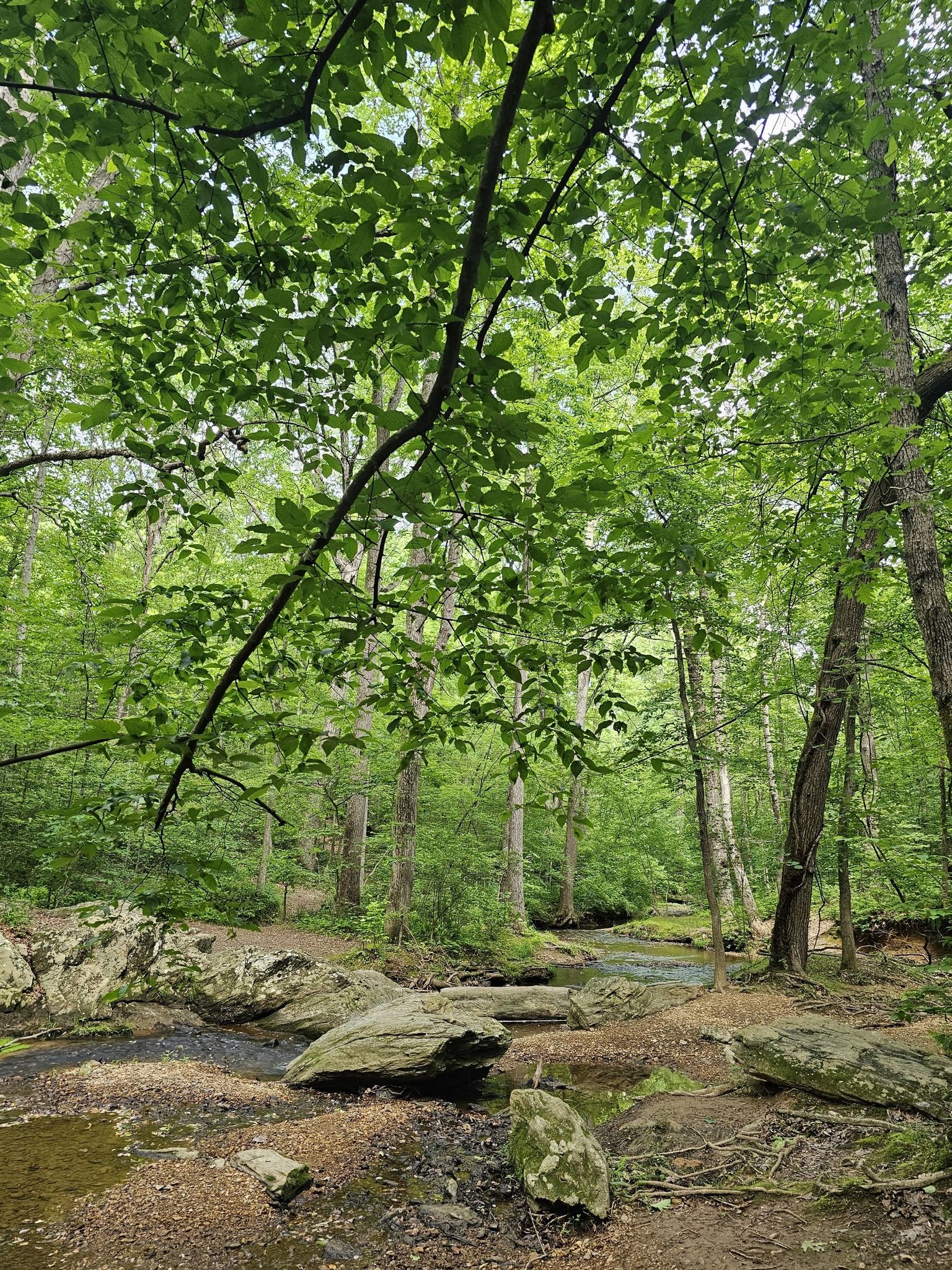 Lush green leaves frame a forest stream with large rocks and trees. - Fred Crabtree Park Trail