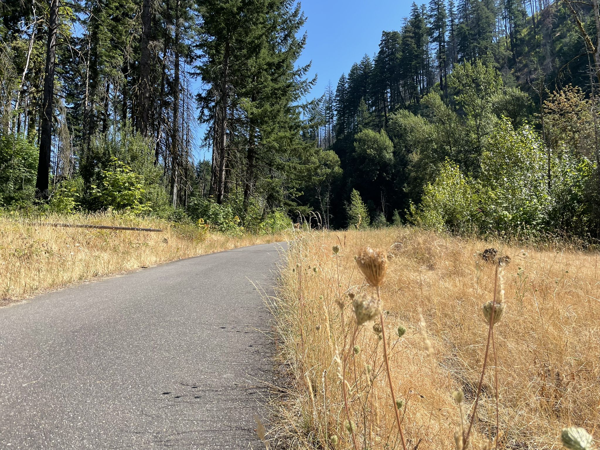 A paved road runs alongside dry golden grass and green trees. - Historic Columbia River Highway Trail: Eagle Creek to Cascade Locks