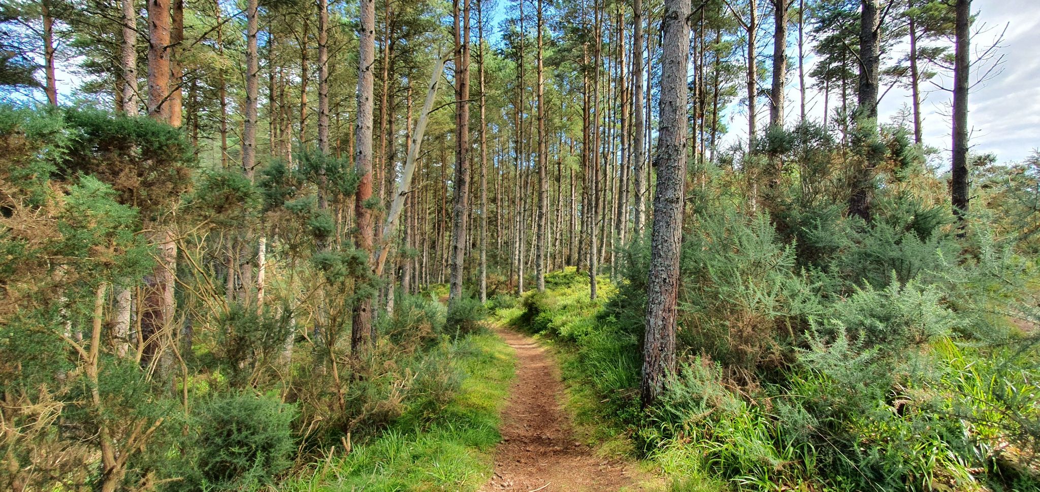 Ein toller Waldpfad!