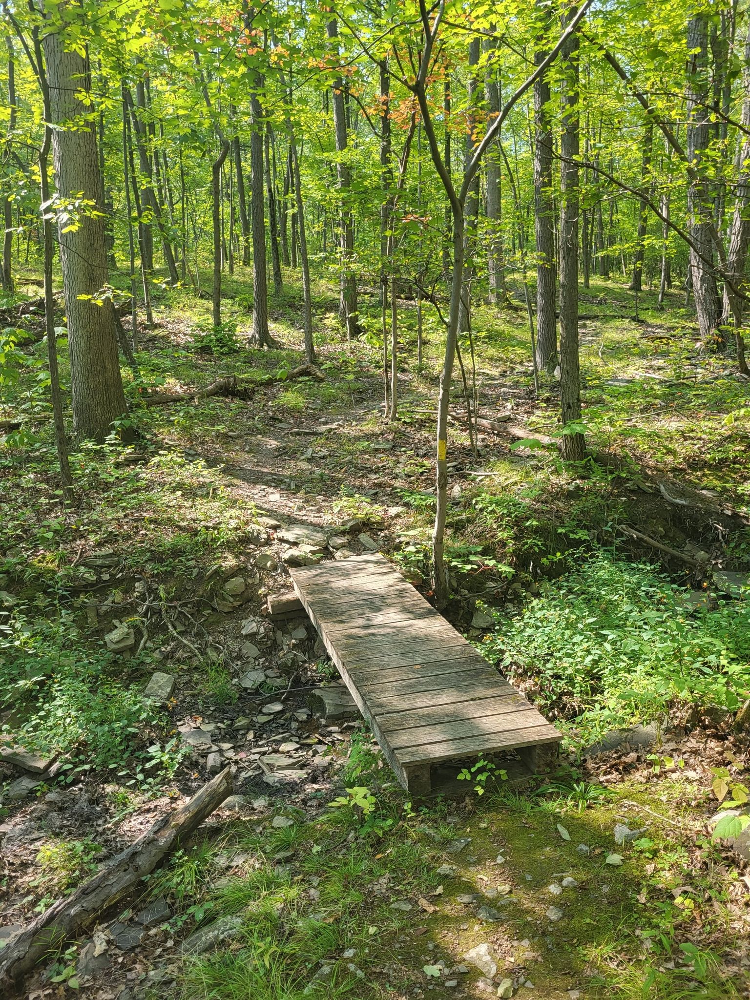 A small wooden footbridge crosses a dry creek in a sunlit forest. - Steege Hill Yellow Loop