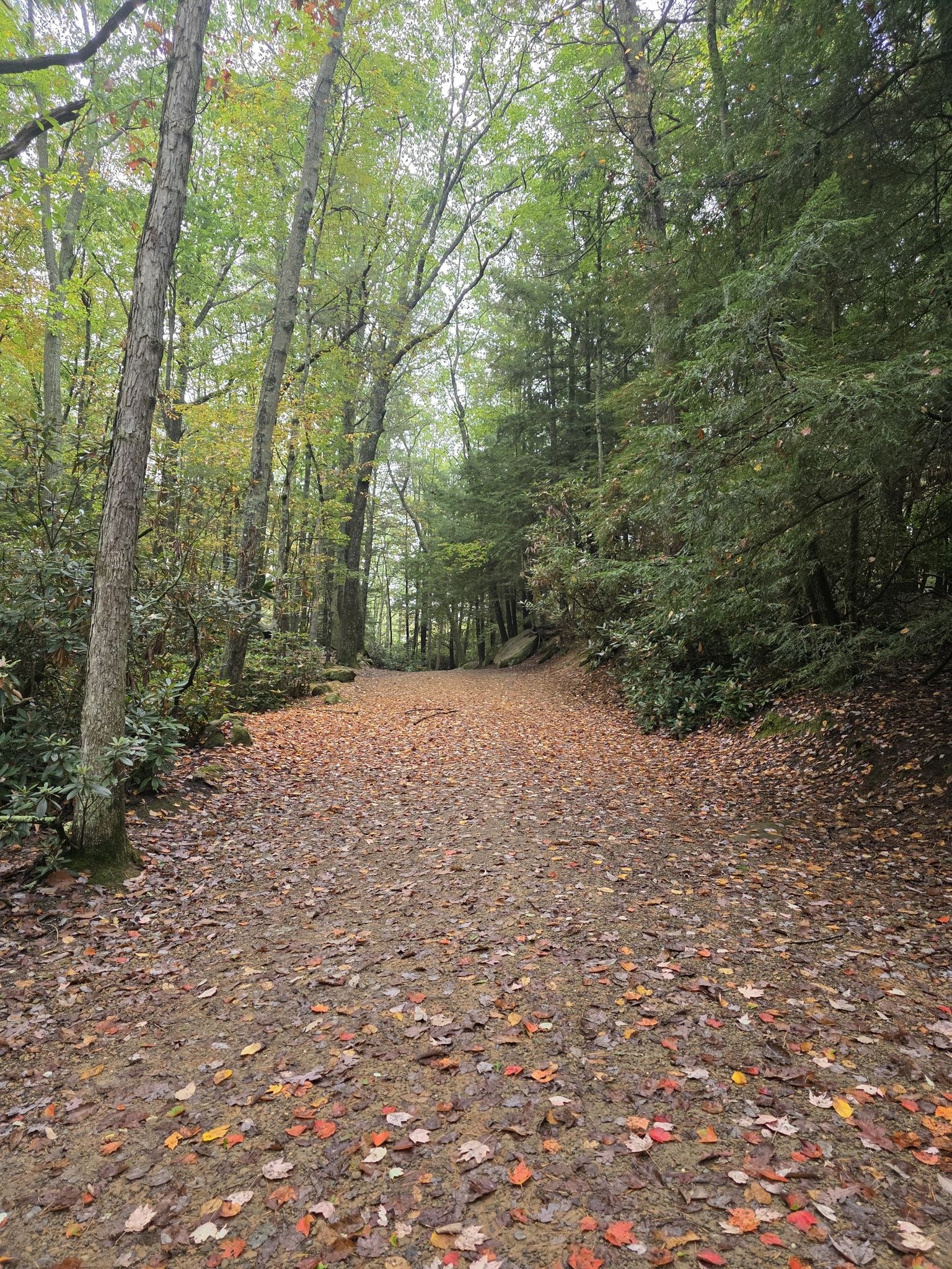 A forest path covered in autumn leaves, surrounded by tall trees under overcast sky. - Seneca Viewpoint and Fire Tower Trail