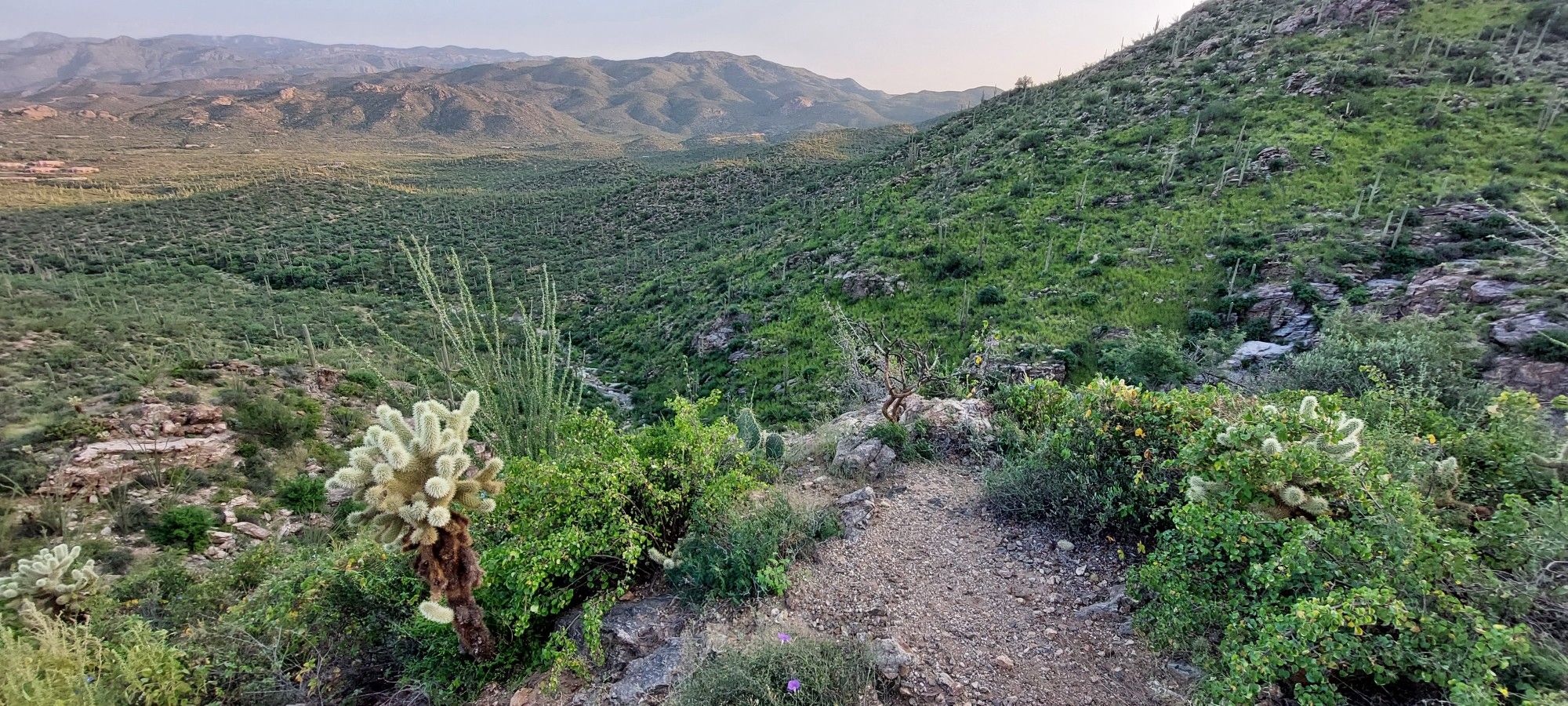 Green desert hillside with cholla cactus, distant mountains, and bright sky. - Garwood Loop