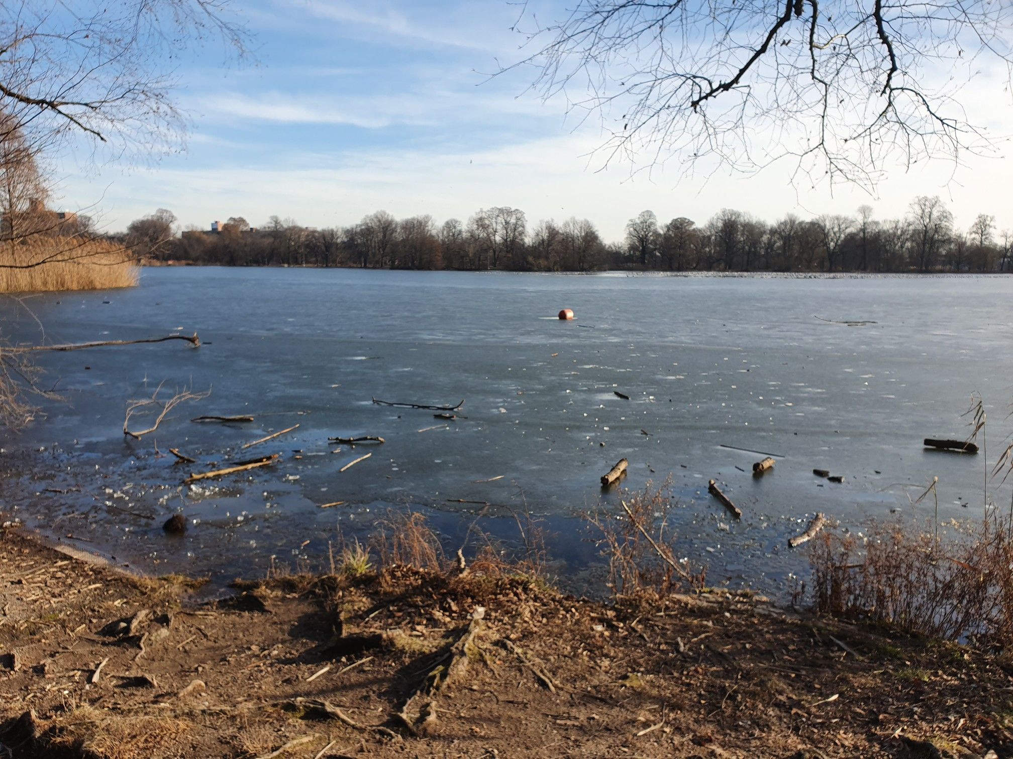 Icy lake with bare trees and brown reeds under a blue sky. - Prospect Park Loop