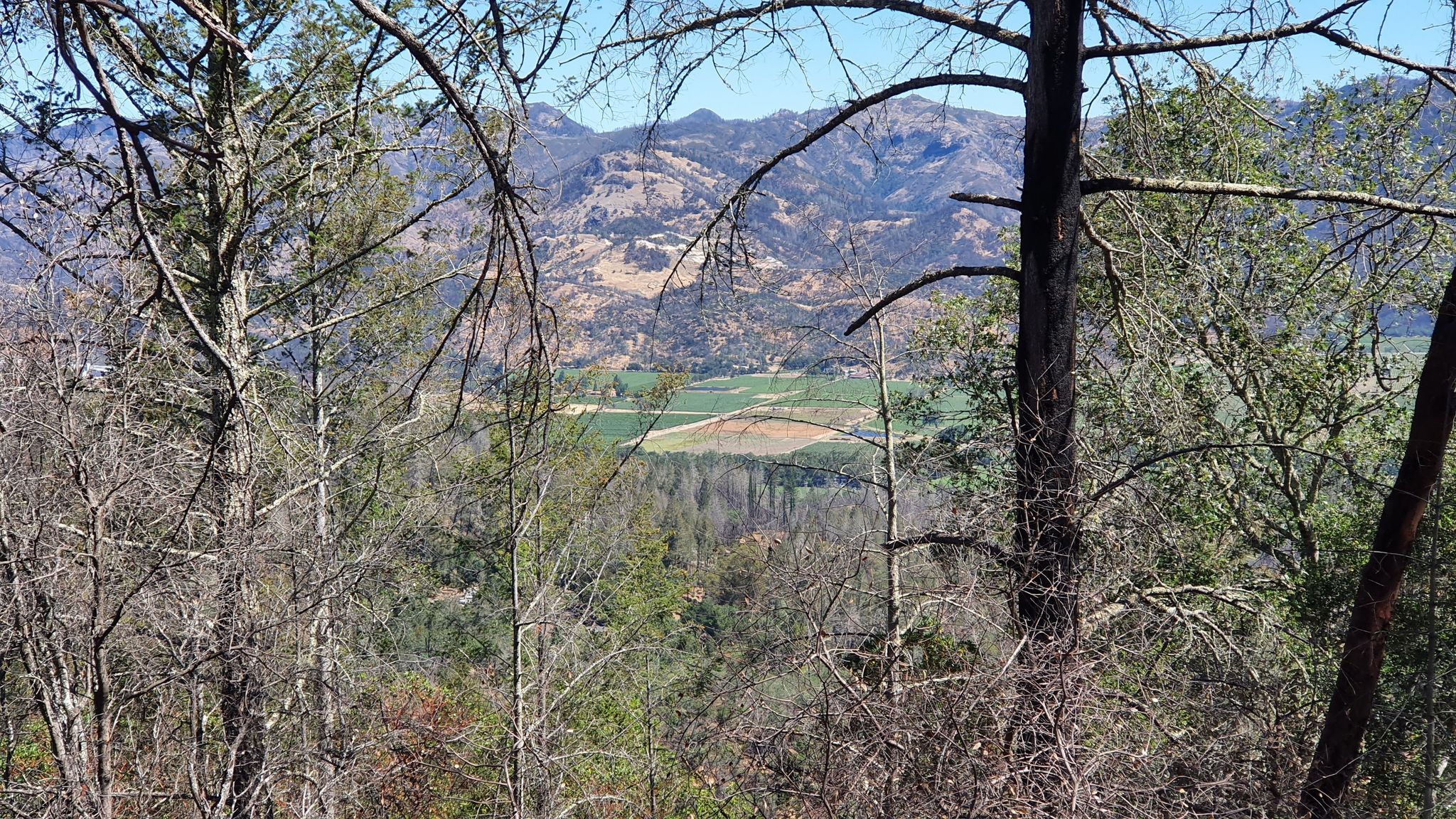 Distant mountains and green valley seen through foreground tree branches. - Coyote Peak Trail Loop