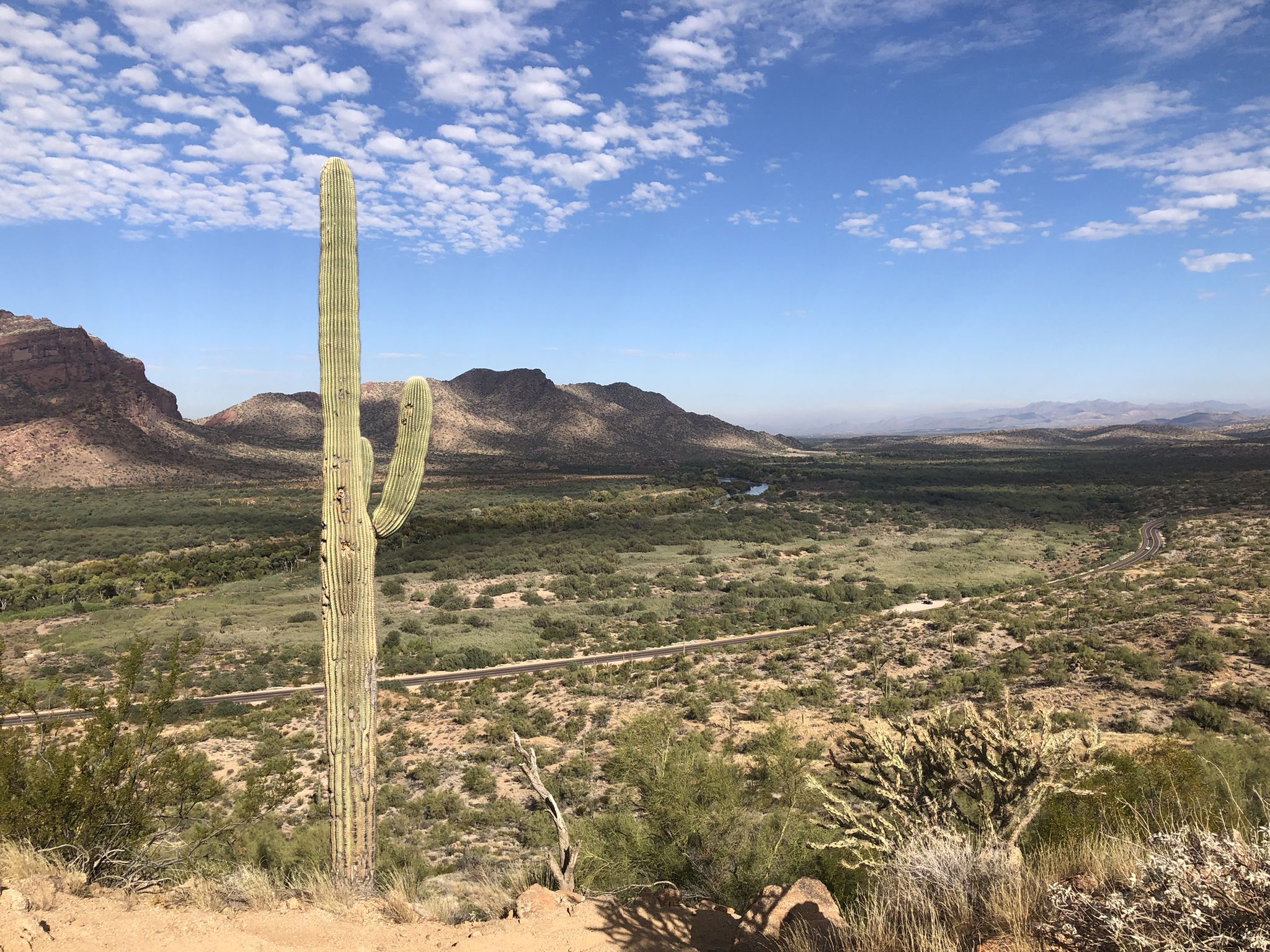 Tall Saguaro cactus overlooks a green desert valley and distant mountains. - Fence Line Trail – Hawes Trail loop from Power Rd & McDowell Rd